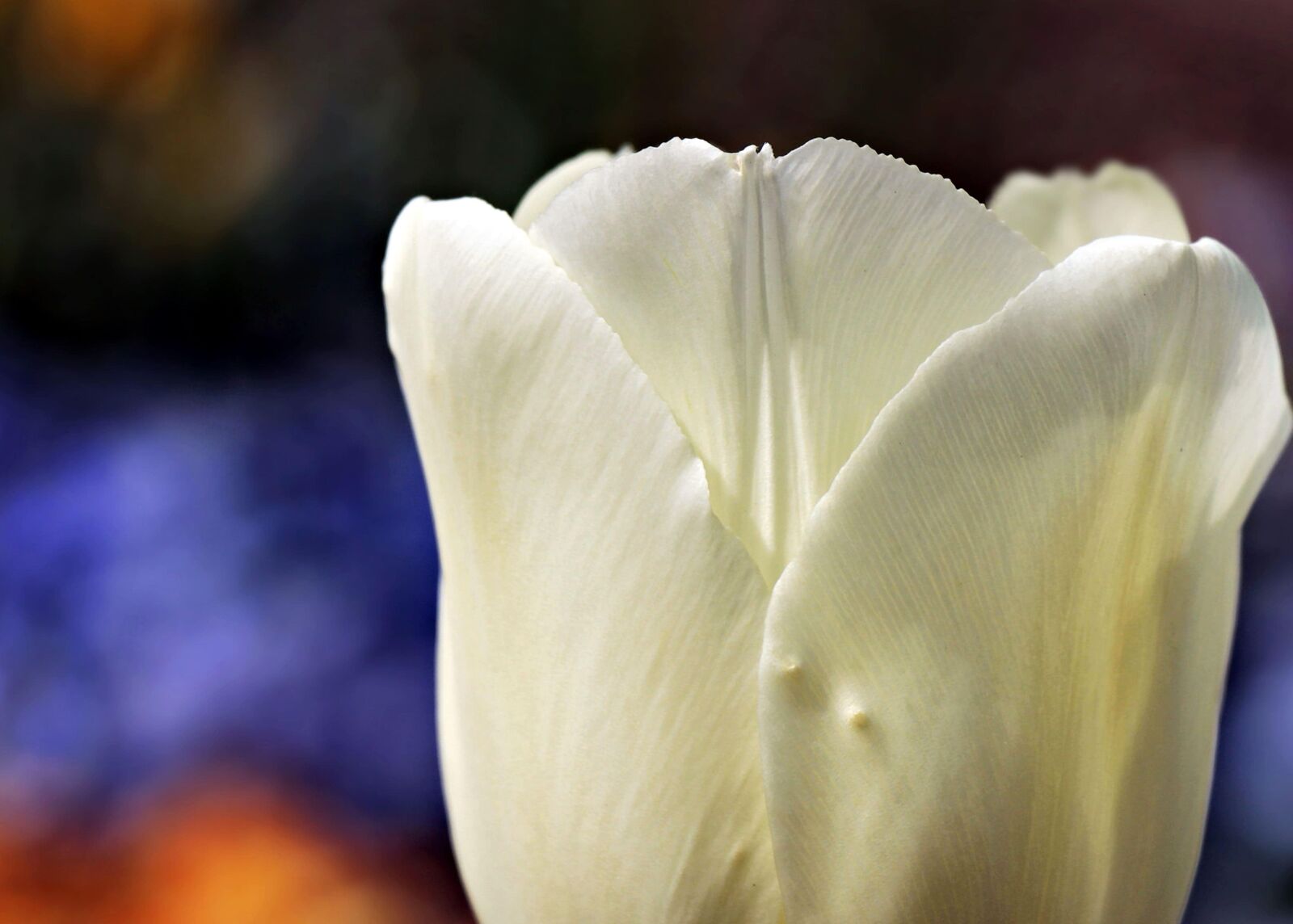 Canon EOS 100D (EOS Rebel SL1 / EOS Kiss X7) sample photo. Flower, nature, tulip, white photography