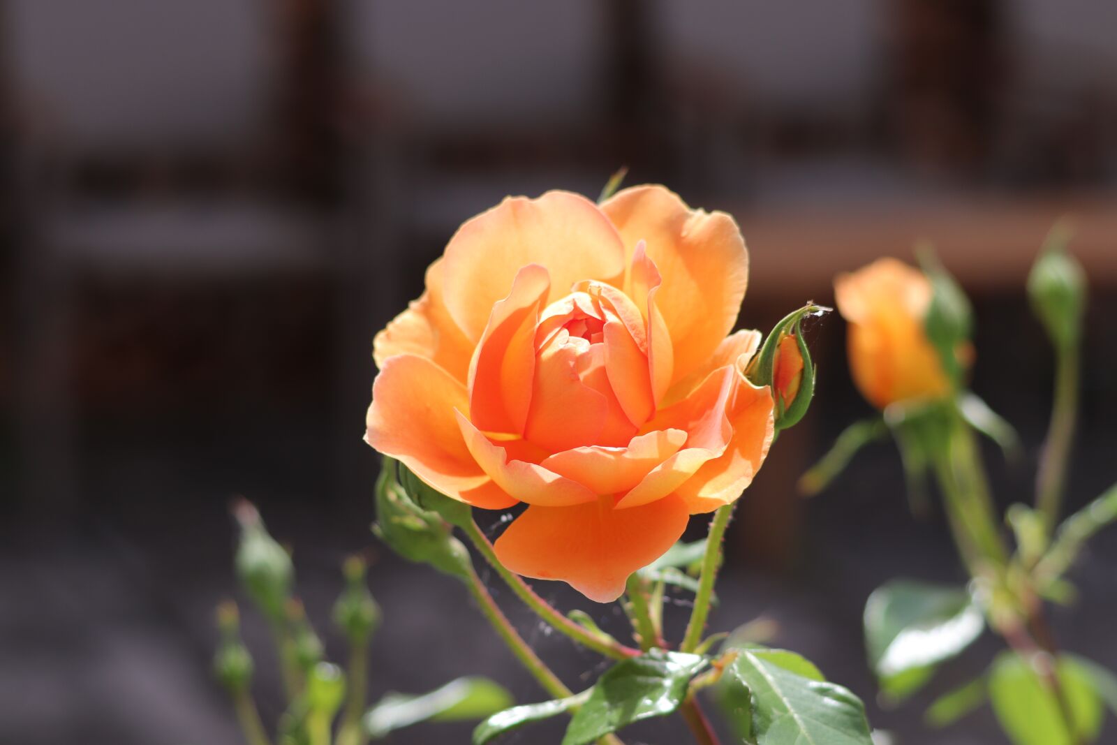 Canon EF 70-300 F4-5.6 IS II USM sample photo. Rose, romance, love photography