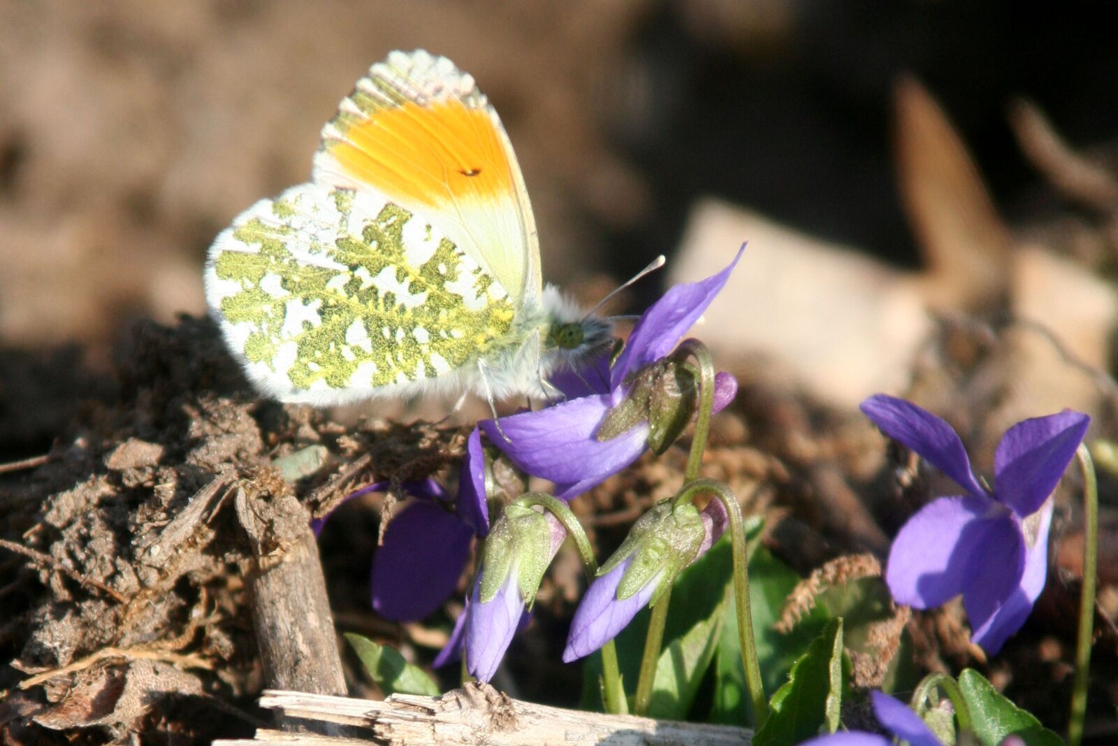 Canon EOS 350D (EOS Digital Rebel XT / EOS Kiss Digital N) sample photo. Butterfly, wings, insects photography