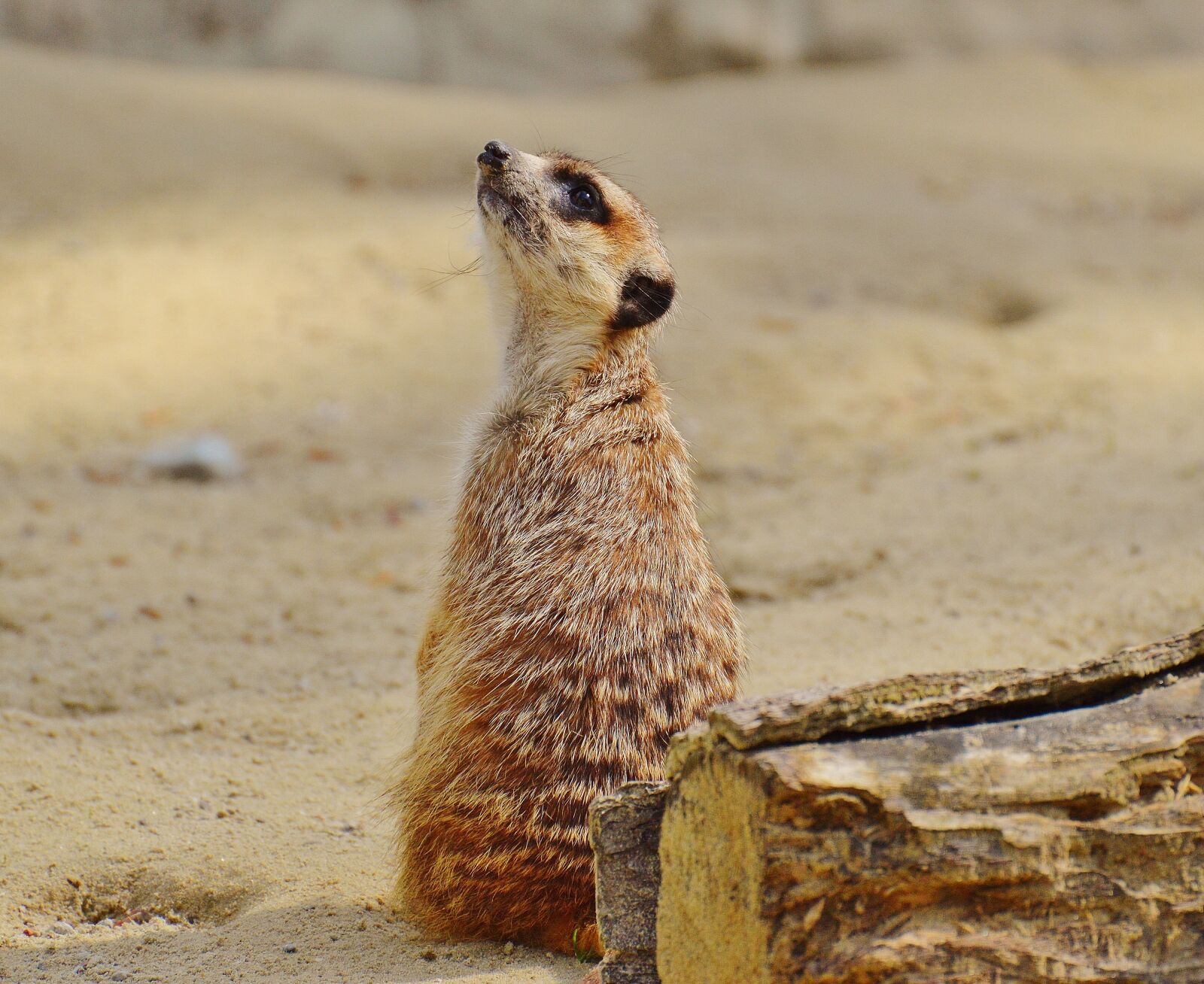 Nikon D3200 sample photo. Meerkat, animal, nature photography