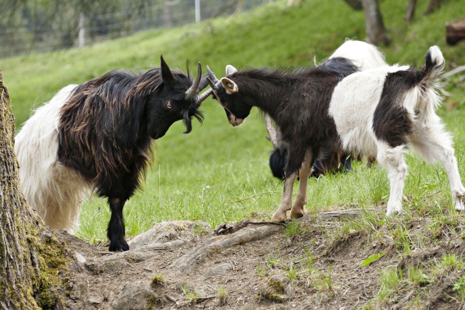 Panasonic Lumix DMC-FZ1000 sample photo. Goats, horns, ruminant photography