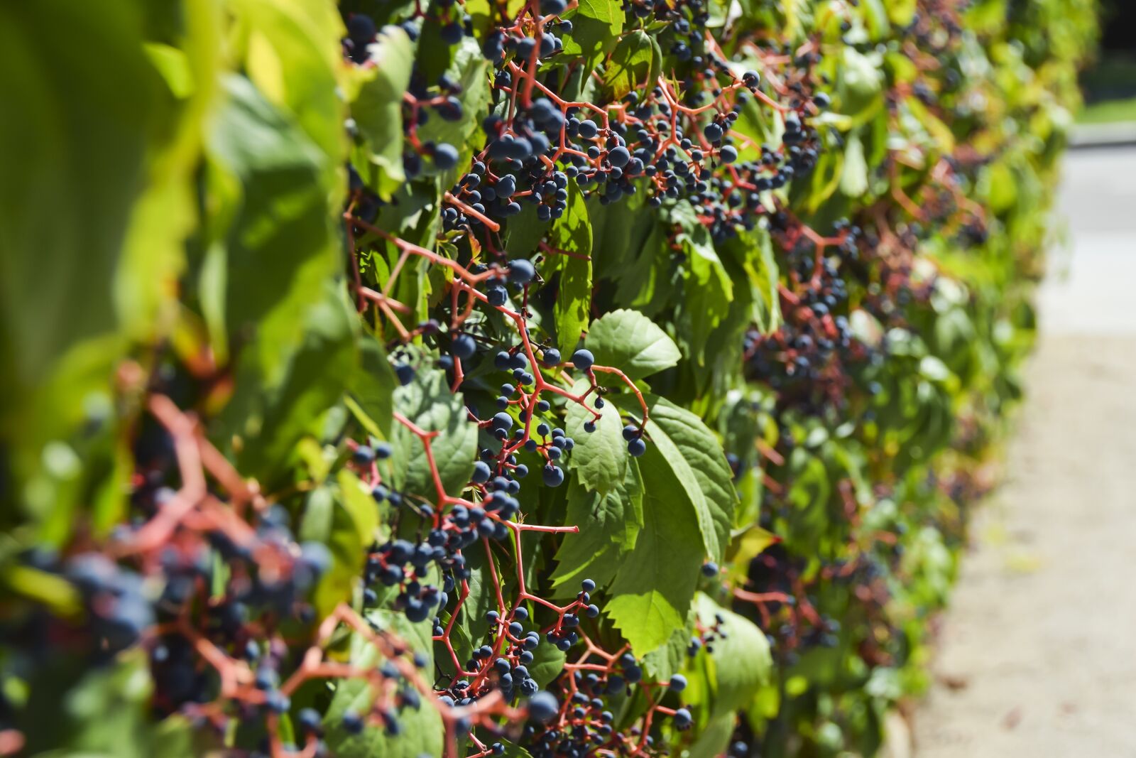 Nikon D5300 sample photo. Vineyard, vine, grape photography