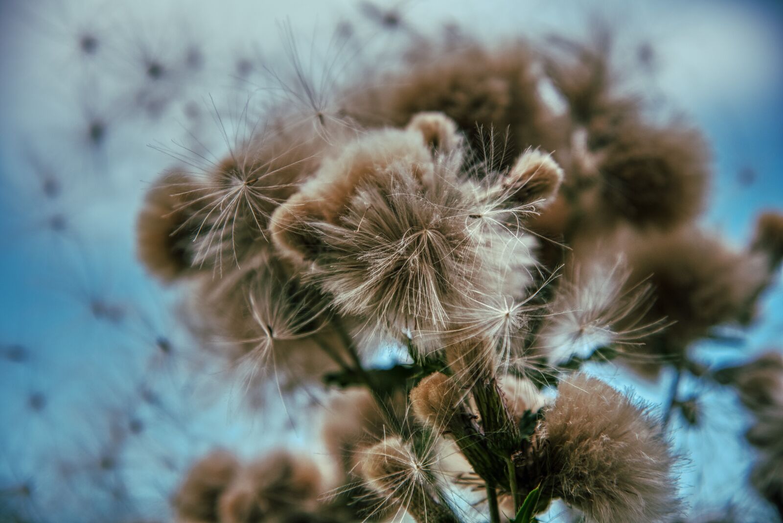 Nikon D750 sample photo. Thistle, faded, summer photography