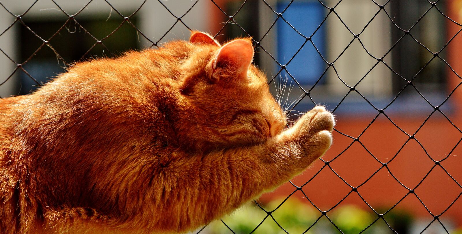 Nikon D3200 sample photo. Domestic cat, cat, red photography