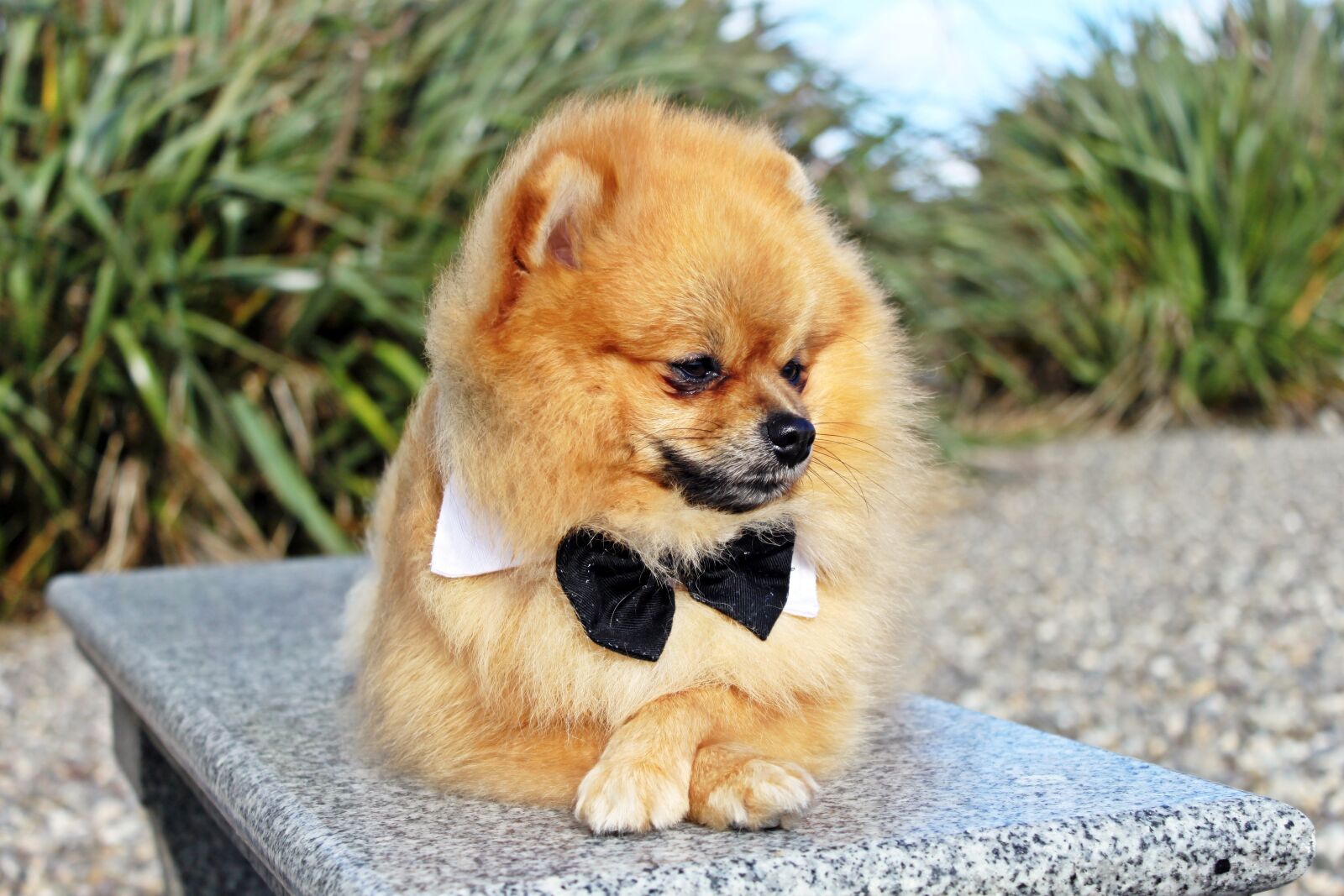 Canon EOS 500D (EOS Rebel T1i / EOS Kiss X3) sample photo. Spitz miniature, dog, pet photography