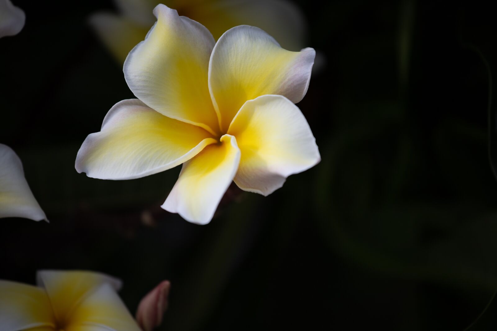 Canon EF 70-200mm F4L USM sample photo. Plumeria, flower, thailand photography