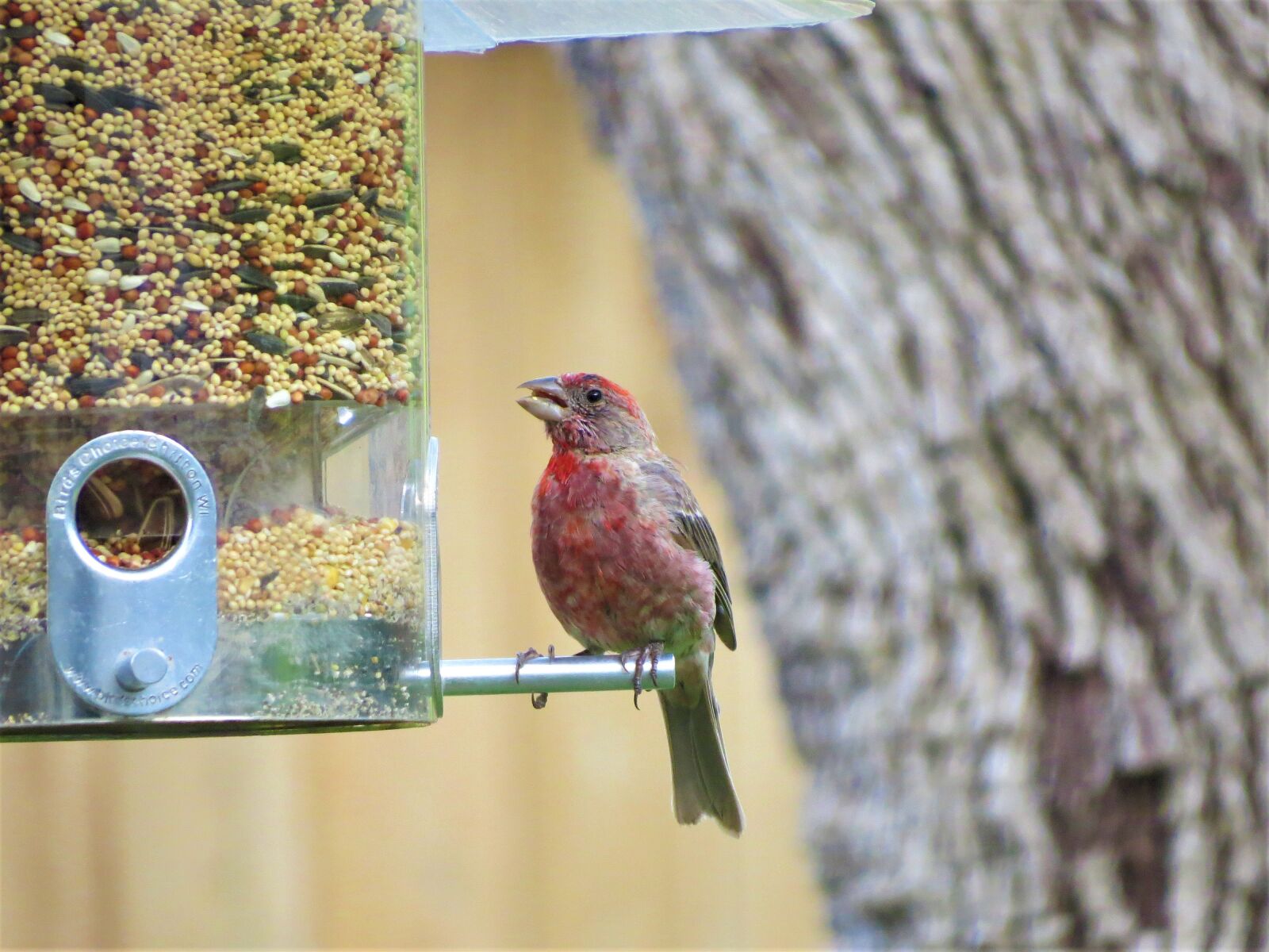 Canon PowerShot SX50 HS sample photo. Bird, colorful, wildlife photography