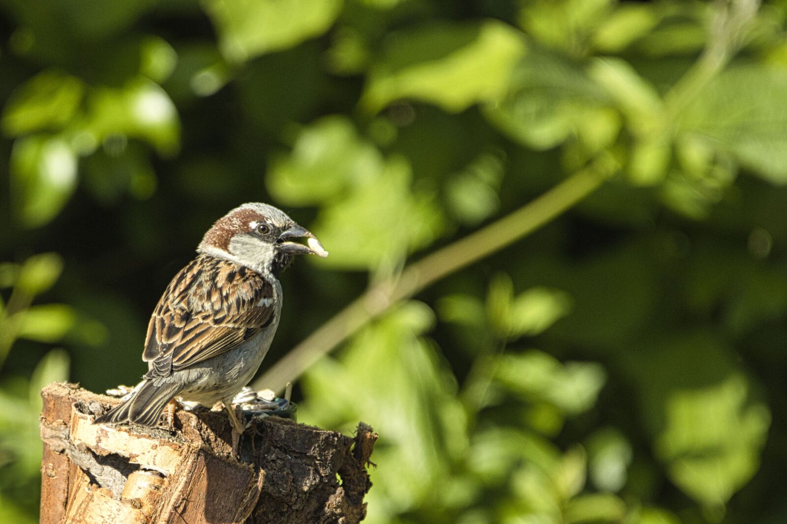 Canon EOS 90D sample photo. Bird, sparrow, sperling photography