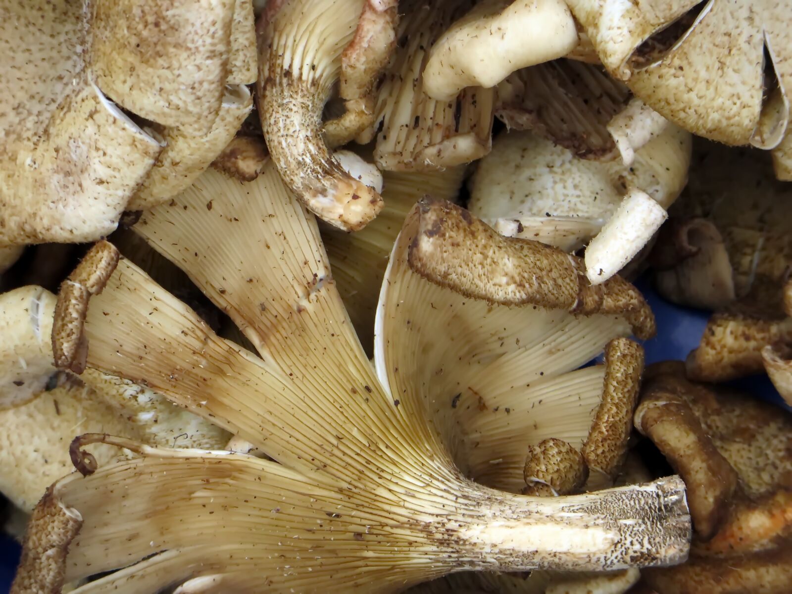 Canon PowerShot SX270 HS sample photo. Laos, market, mushrooms photography