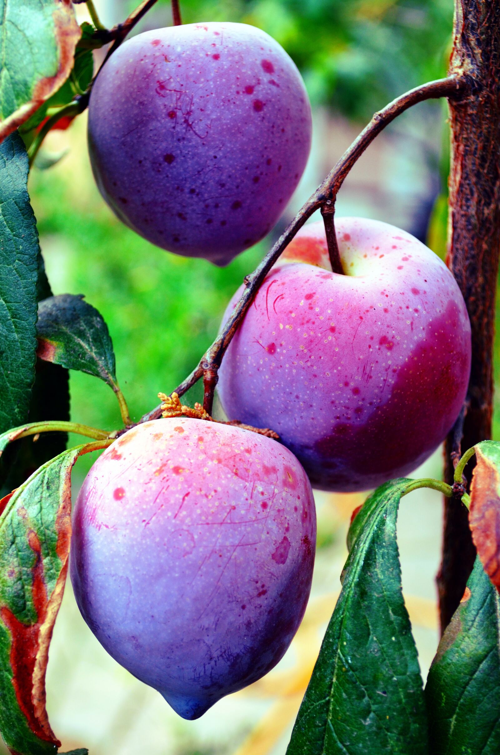 Nikon D5100 sample photo. Plums, fruit, food photography