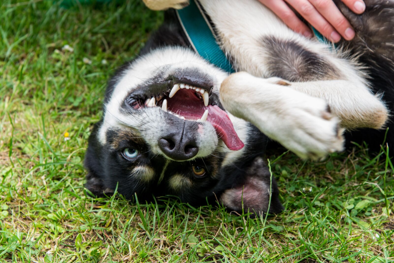 Nikon D610 sample photo. Fun, funny, dog photography