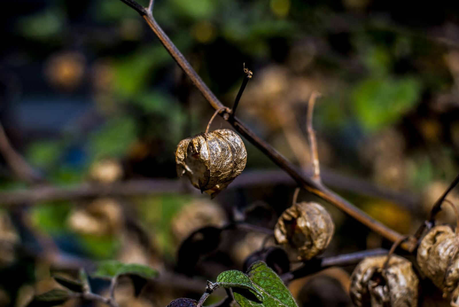 Nikon D60 sample photo. Uvilla dry, fruit, landscape photography