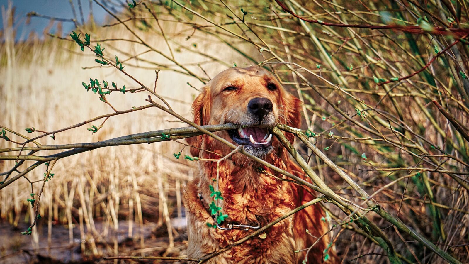 Sony E 55-210mm F4.5-6.3 OSS sample photo. Dog, forest, lake photography