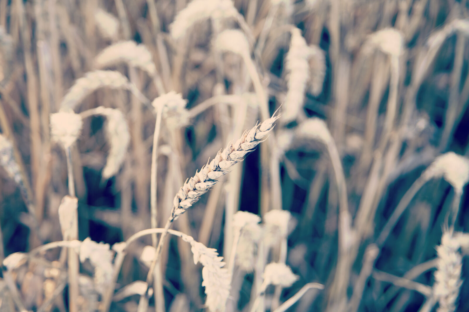 Canon EOS 5D Mark II sample photo. Close, up, of, wheat photography