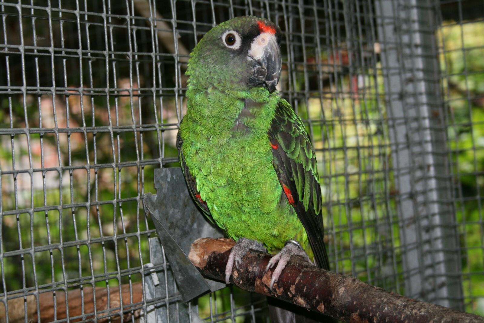 Canon EOS 400D (EOS Digital Rebel XTi / EOS Kiss Digital X) sample photo. Jardine's parrot, bird, parrot photography