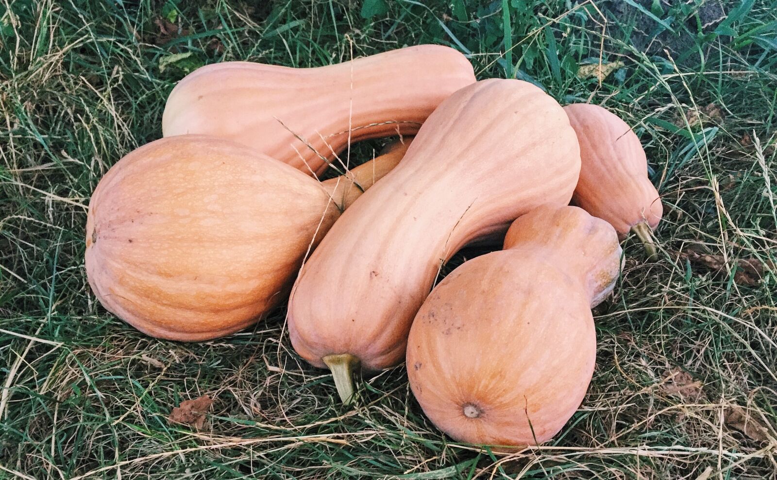 Apple iPhone 6 sample photo. Pumpkin, summer, harvest photography
