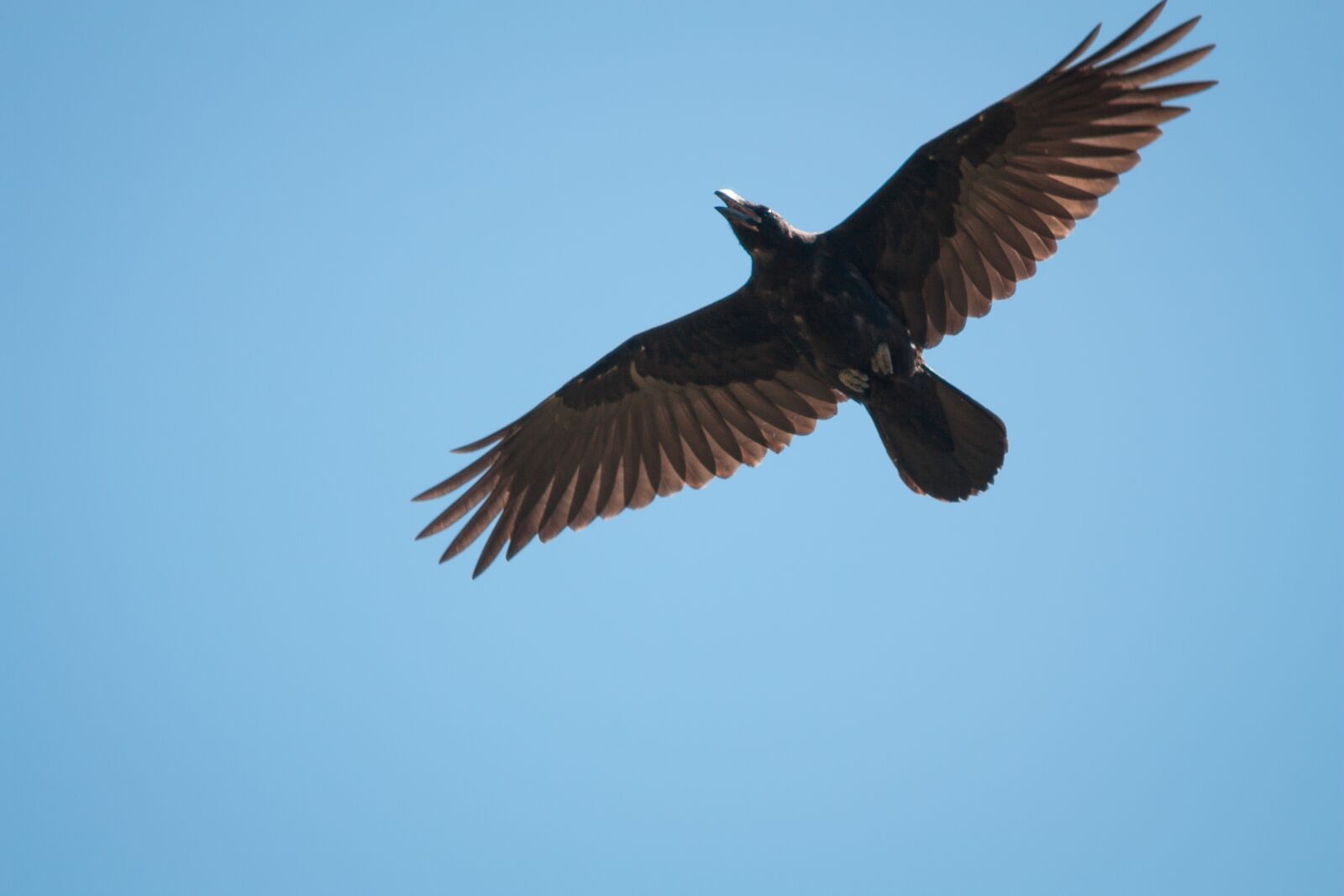 Canon EOS 450D (EOS Rebel XSi / EOS Kiss X2) sample photo. Bird, nature, animal photography