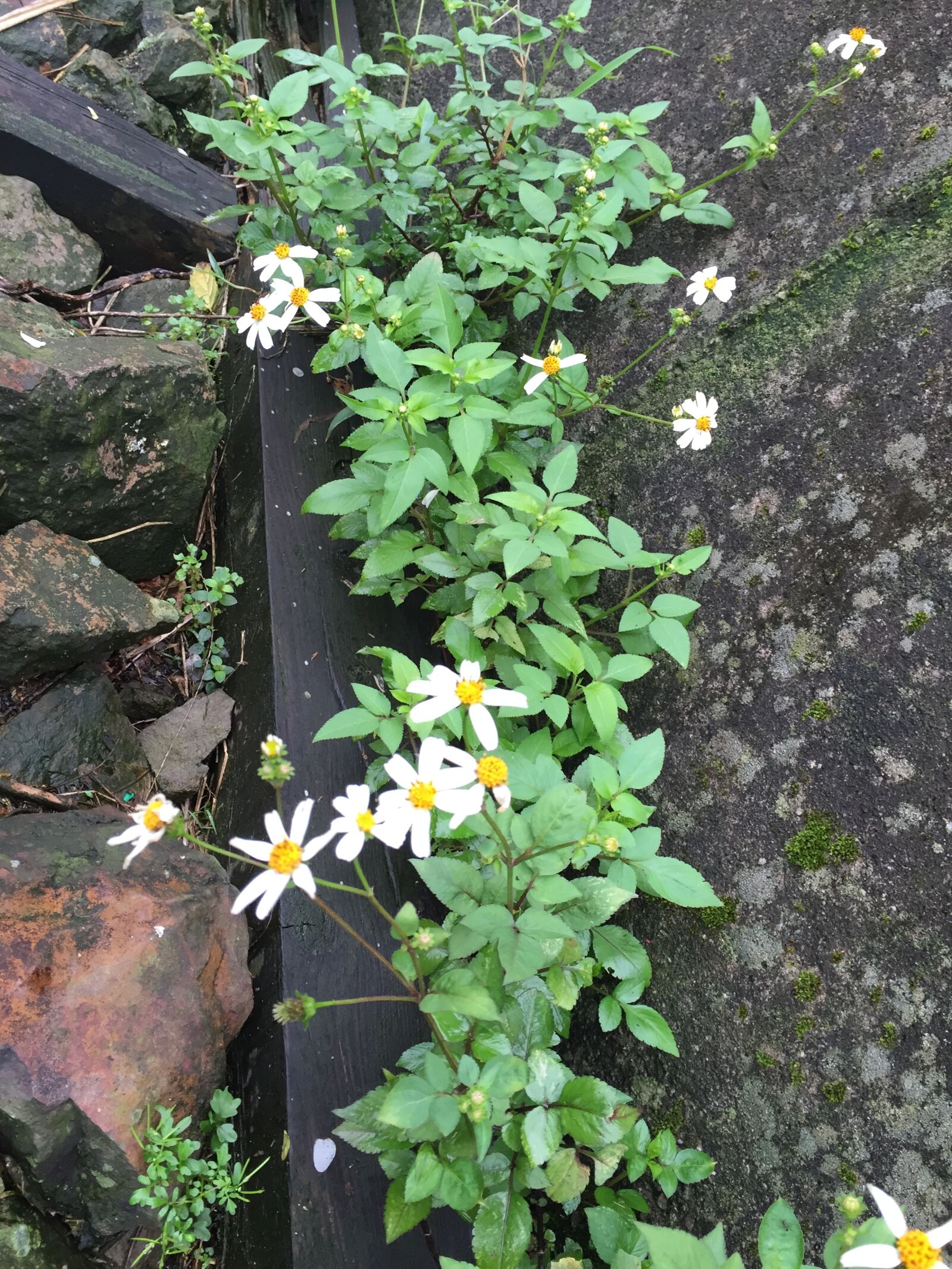 iPhone 6 back camera 4.15mm f/2.2 sample photo