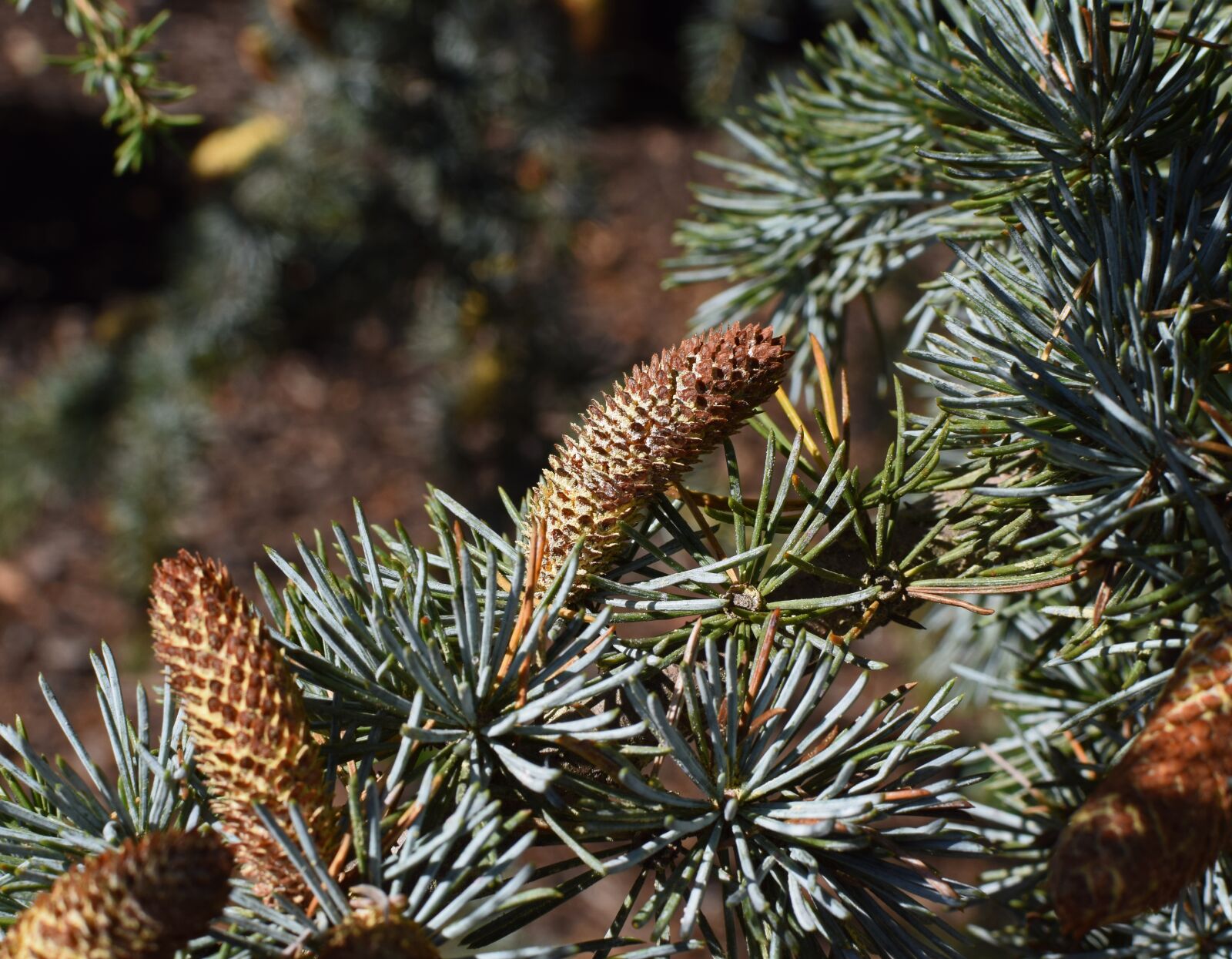 Nikon D3300 sample photo. Mature weeping spruce cone photography