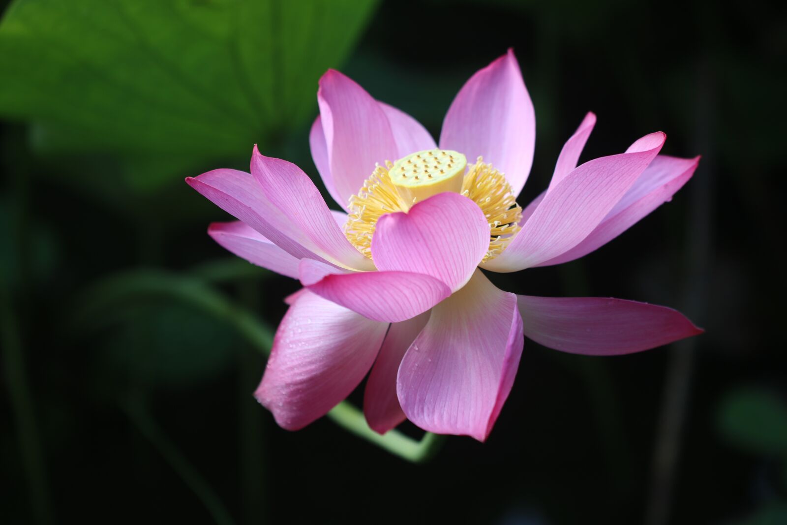 Canon EOS 760D (EOS Rebel T6s / EOS 8000D) sample photo. Lotus, lotus flower, stem photography