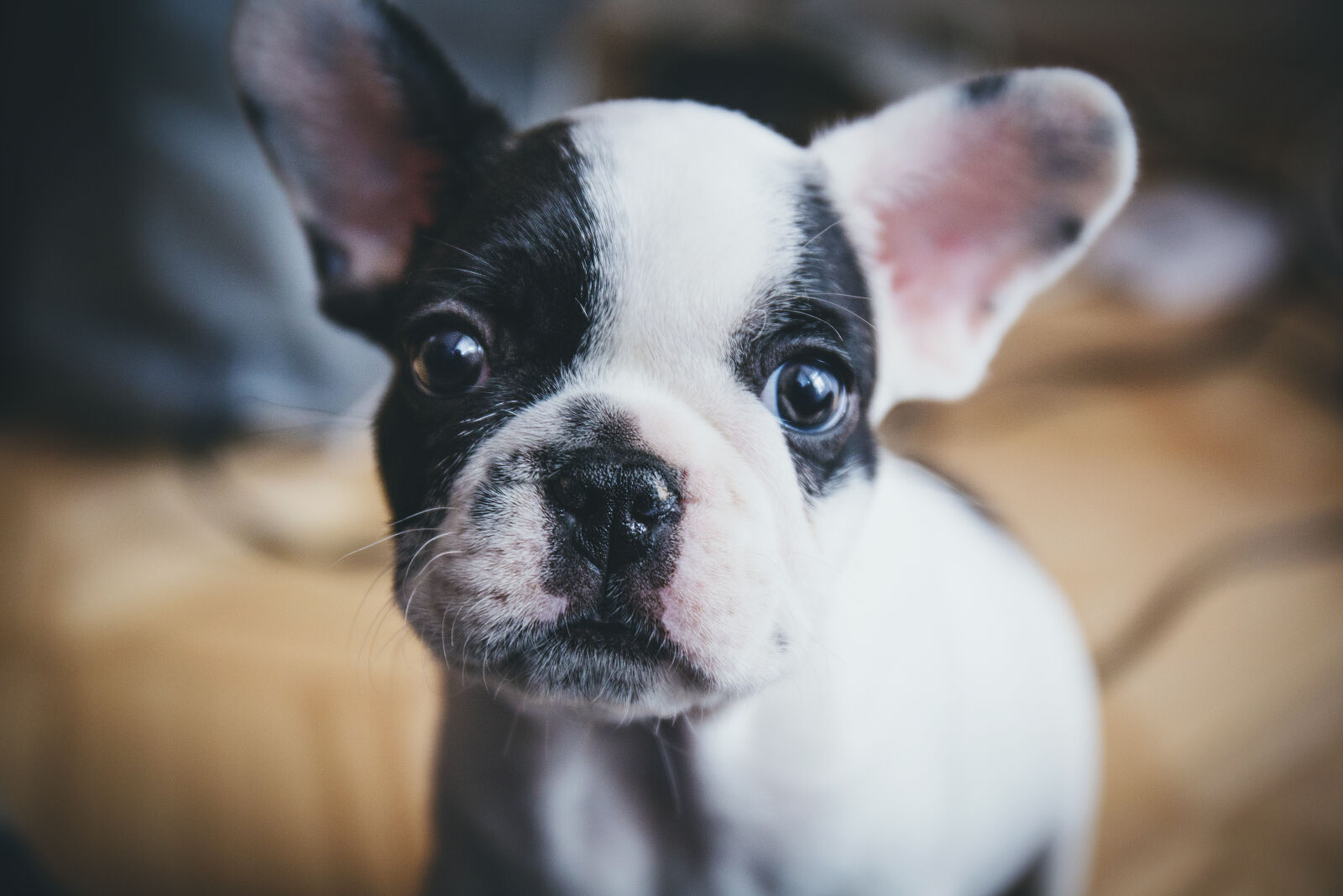 Canon EF 24-70mm F4L IS USM sample photo. Dog, pet photography