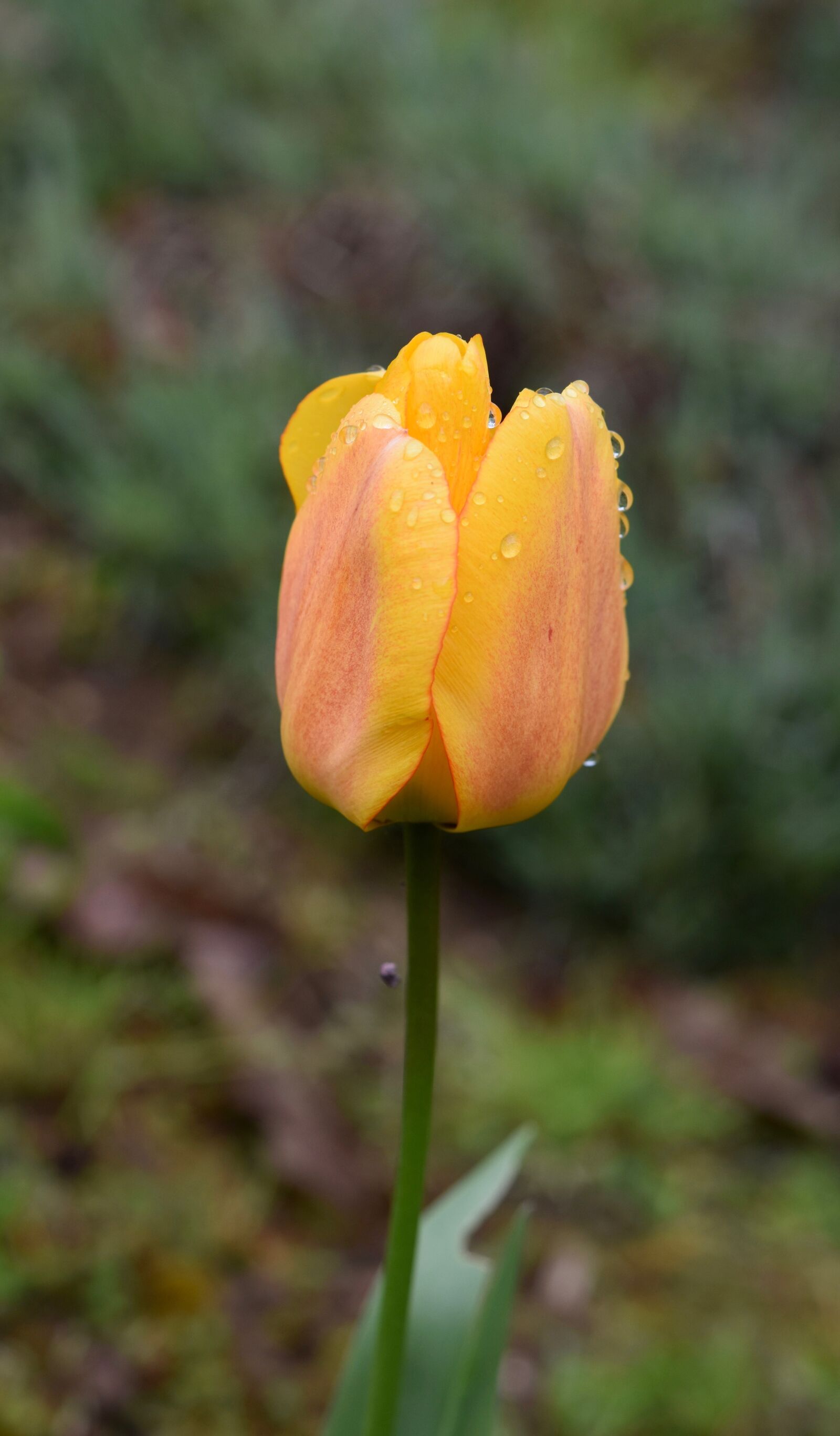Nikon D5600 sample photo. Flower, tulip, tulip yellow photography