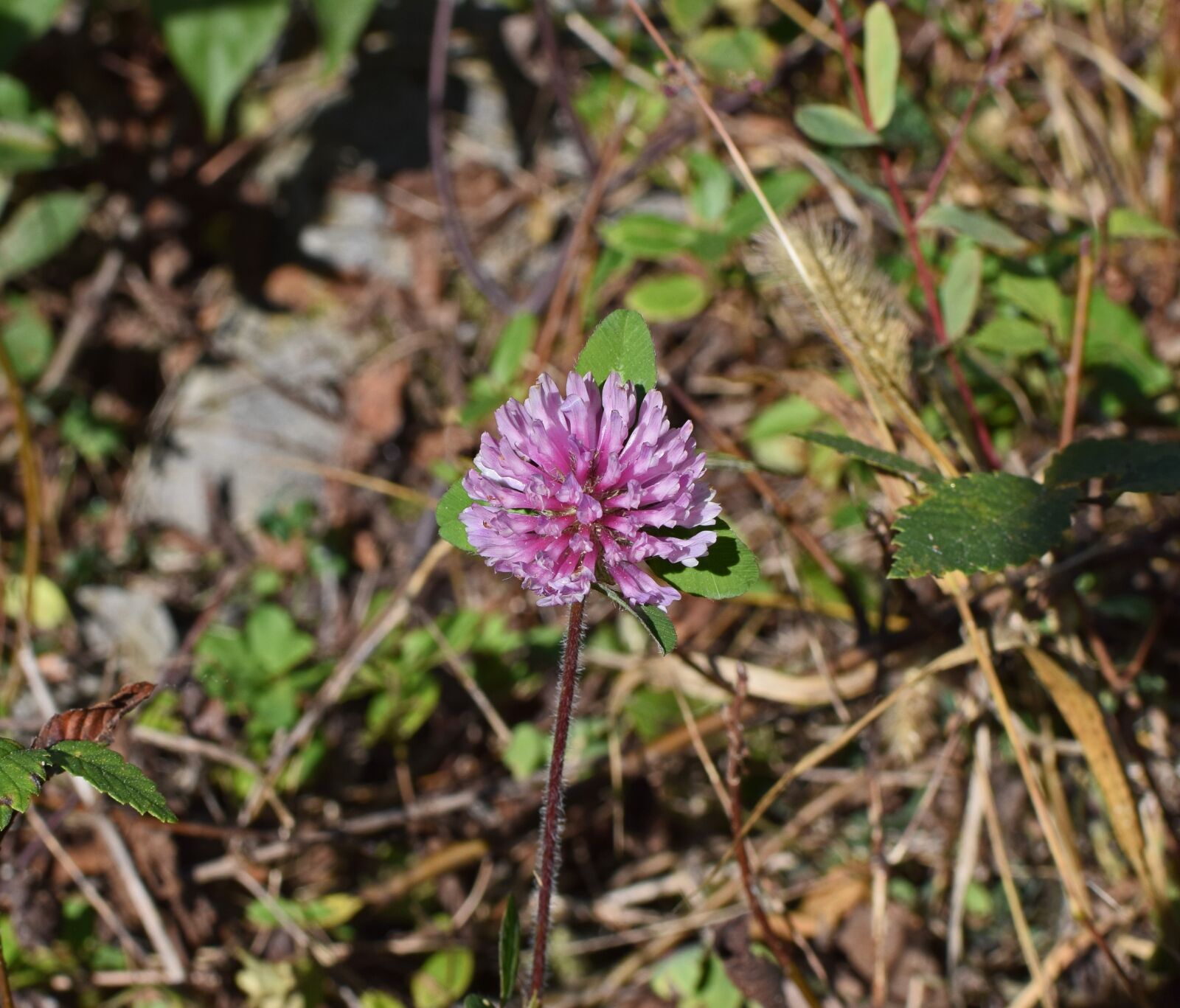 Nikon D3300 sample photo. Purple clover, blossom, bloom photography