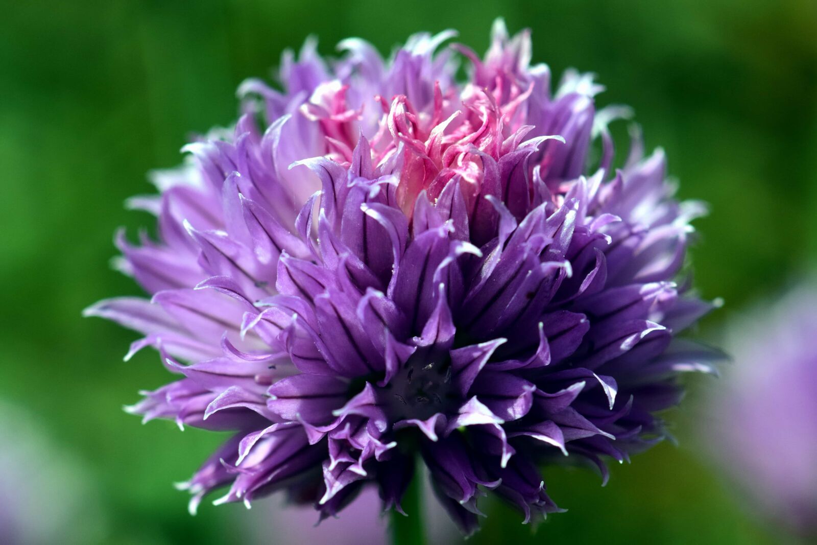 Nikon D3300 sample photo. Nature, leaf, flower, flora photography