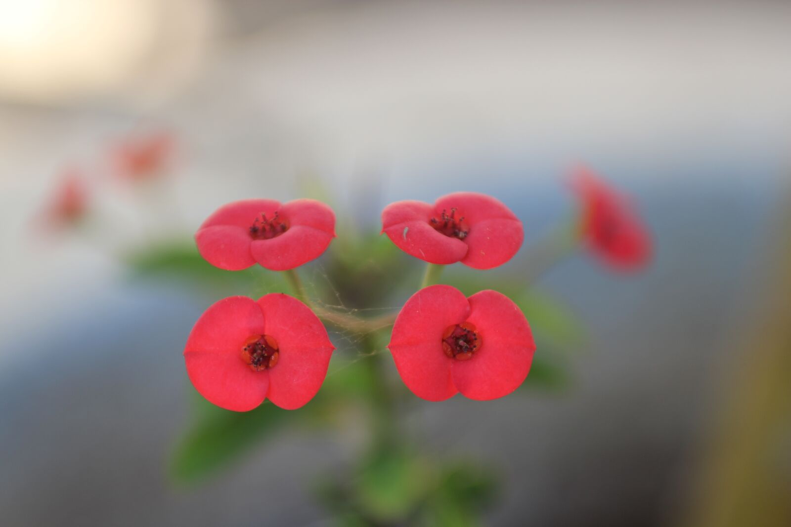 Canon EOS 60D sample photo. Flower, red, macro photography