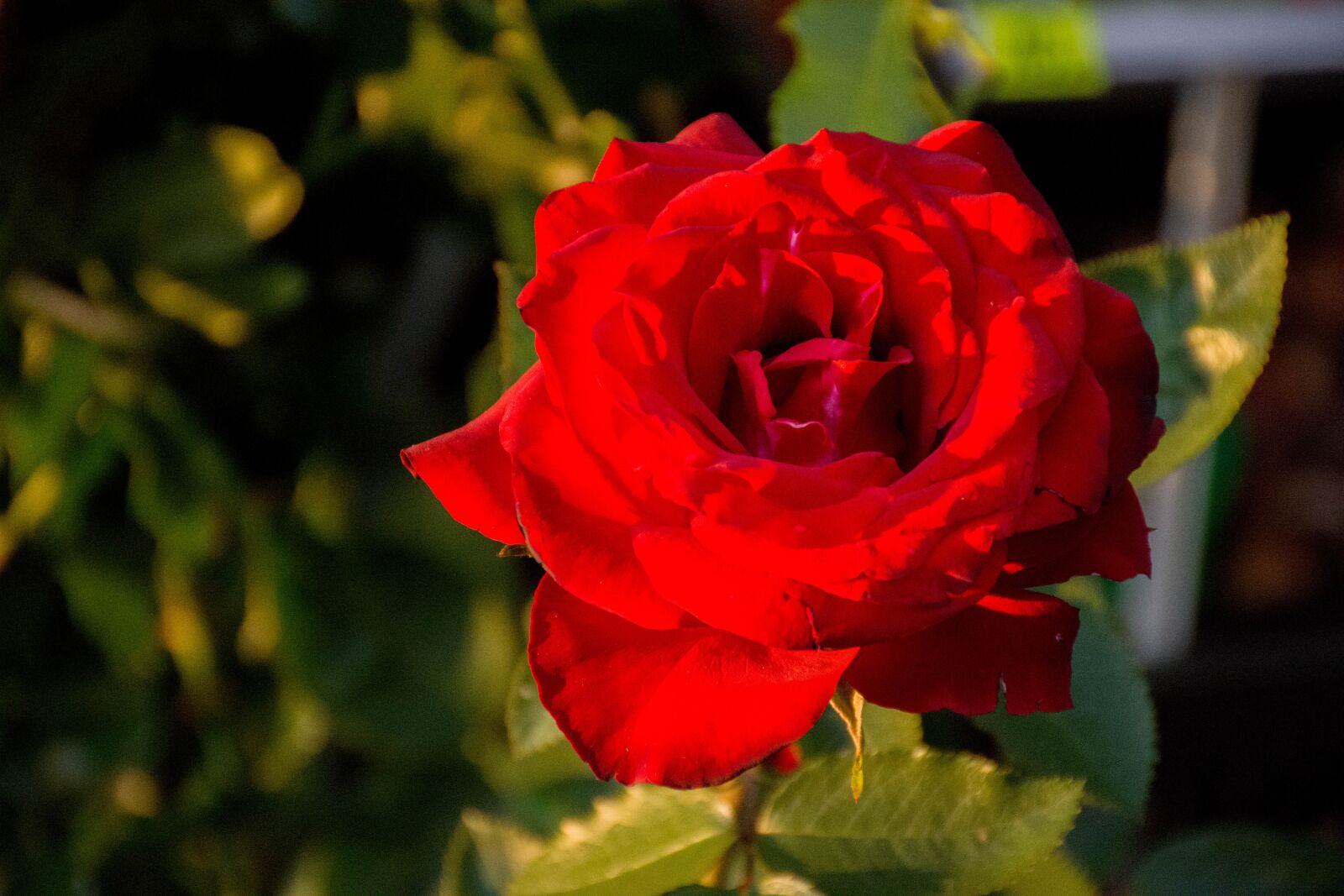 Nikon D7200 sample photo. Flowers, roses, red photography