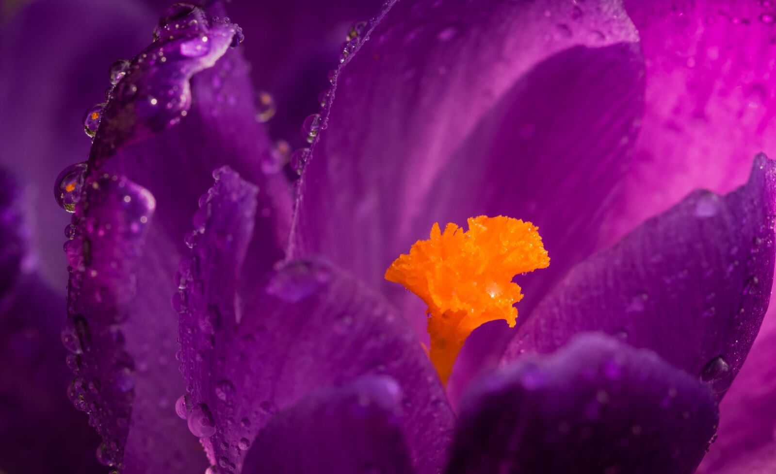 Canon EF 100mm F2.8L Macro IS USM sample photo. Krokus, flower, rain drops photography