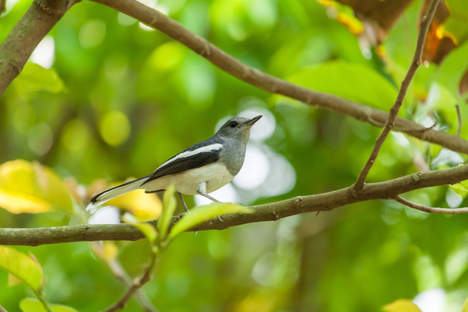 Canon EOS 40D sample photo. Wagtail, bird, animal photography