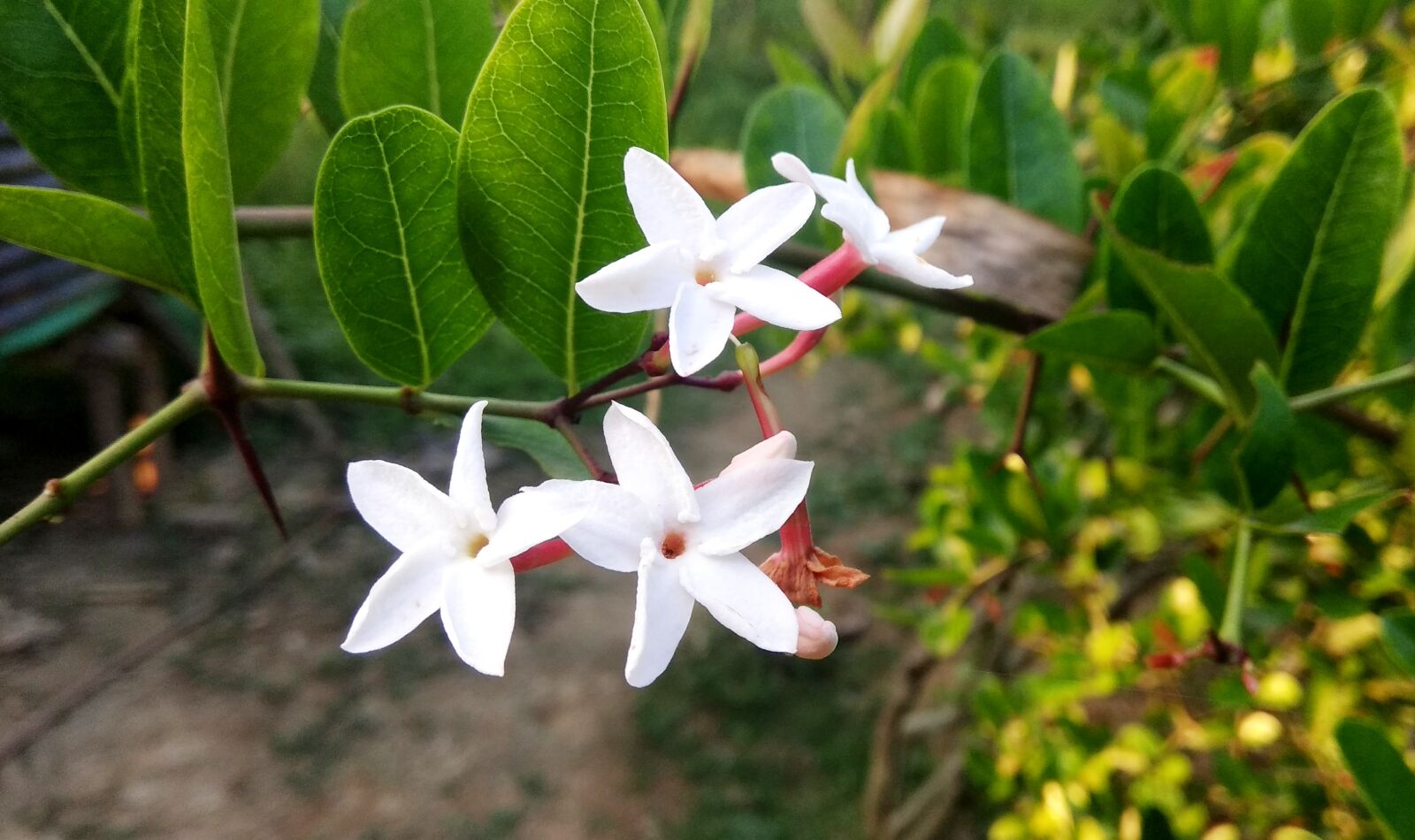 Xiaomi Redmi Note 4 sample photo. White flower, nature, flora photography