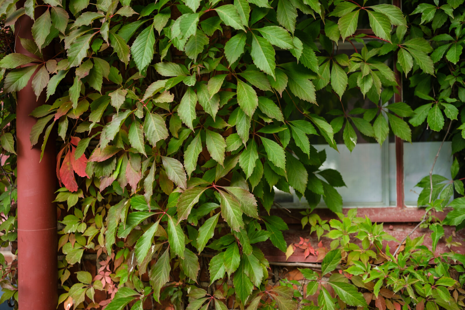 Fujifilm X-H2S sample photo. Overgrown window photography