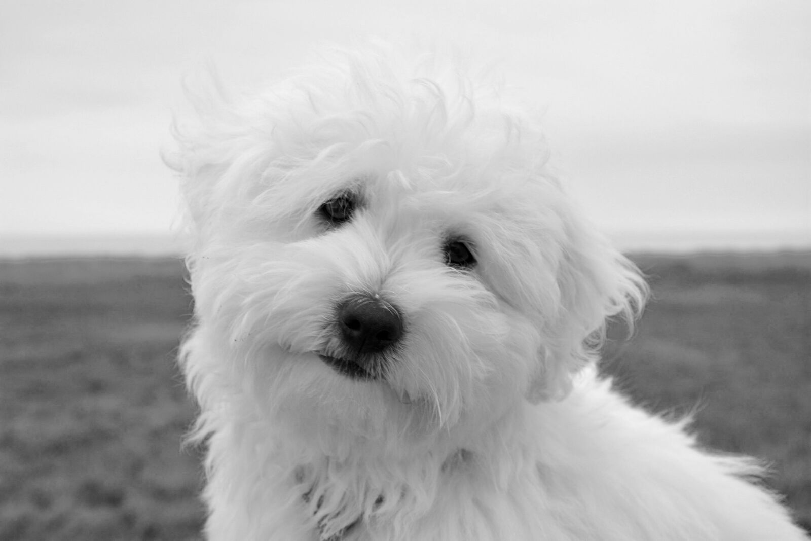 Nikon D5200 sample photo. Dog, puppy, female coton photography