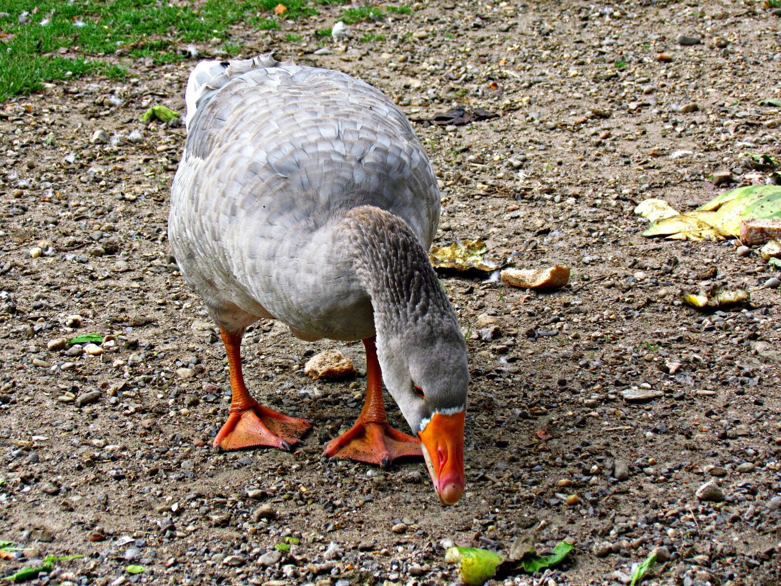 Canon PowerShot SX30 IS sample photo. Goose, beak, bird photography