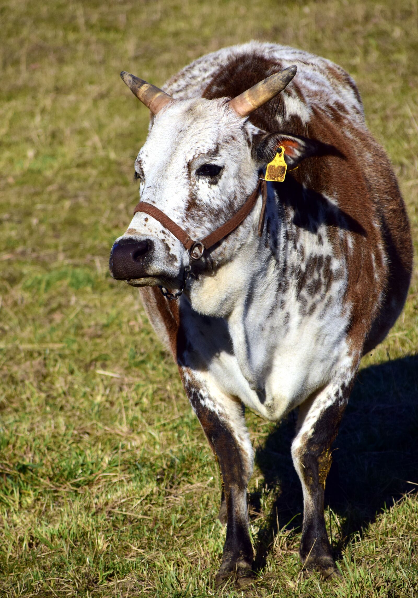 Nikon D3300 sample photo. Zebu, beef, cow photography