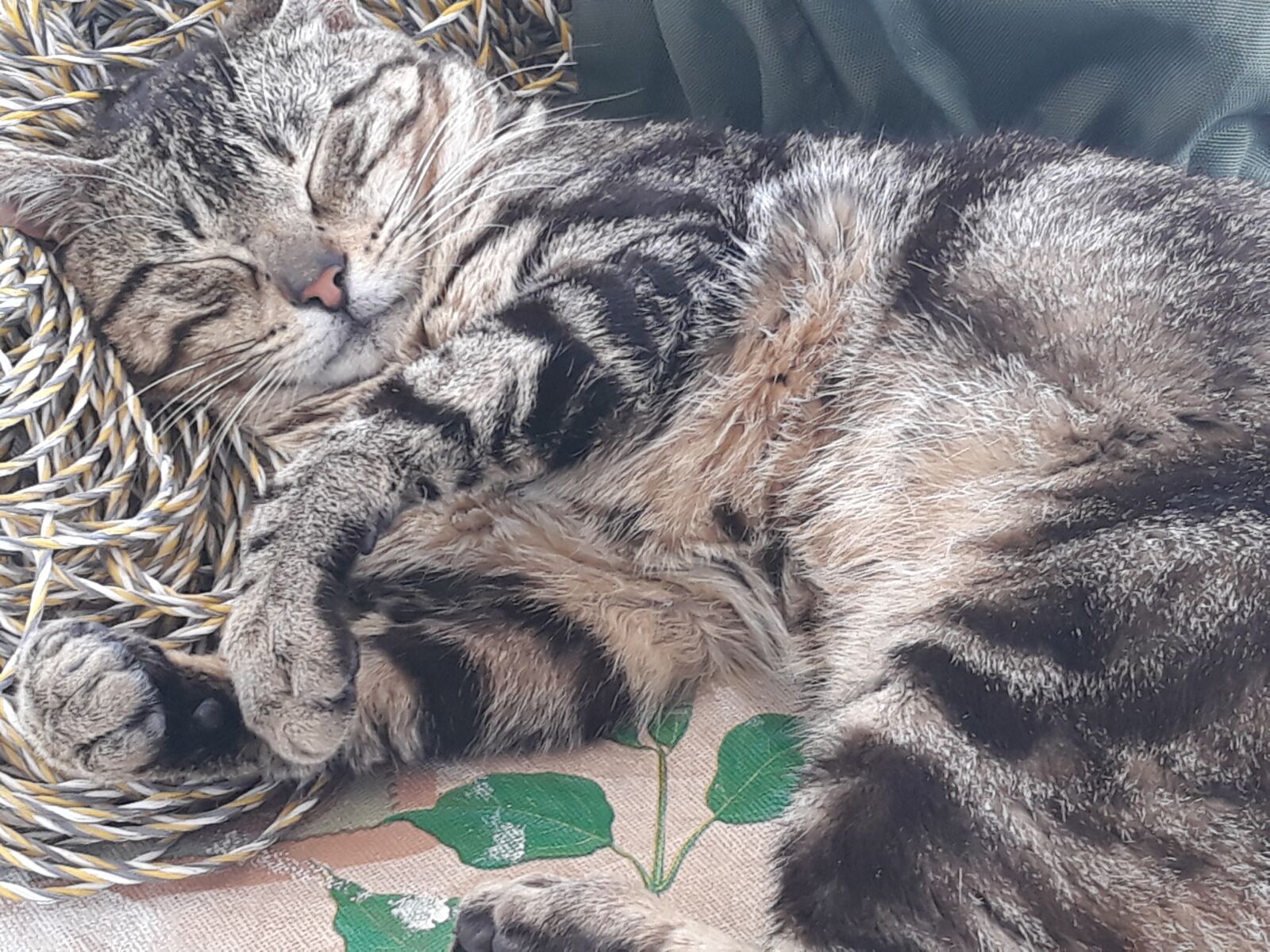 Samsung Galaxy J7 sample photo. Feline, cat, kitten photography