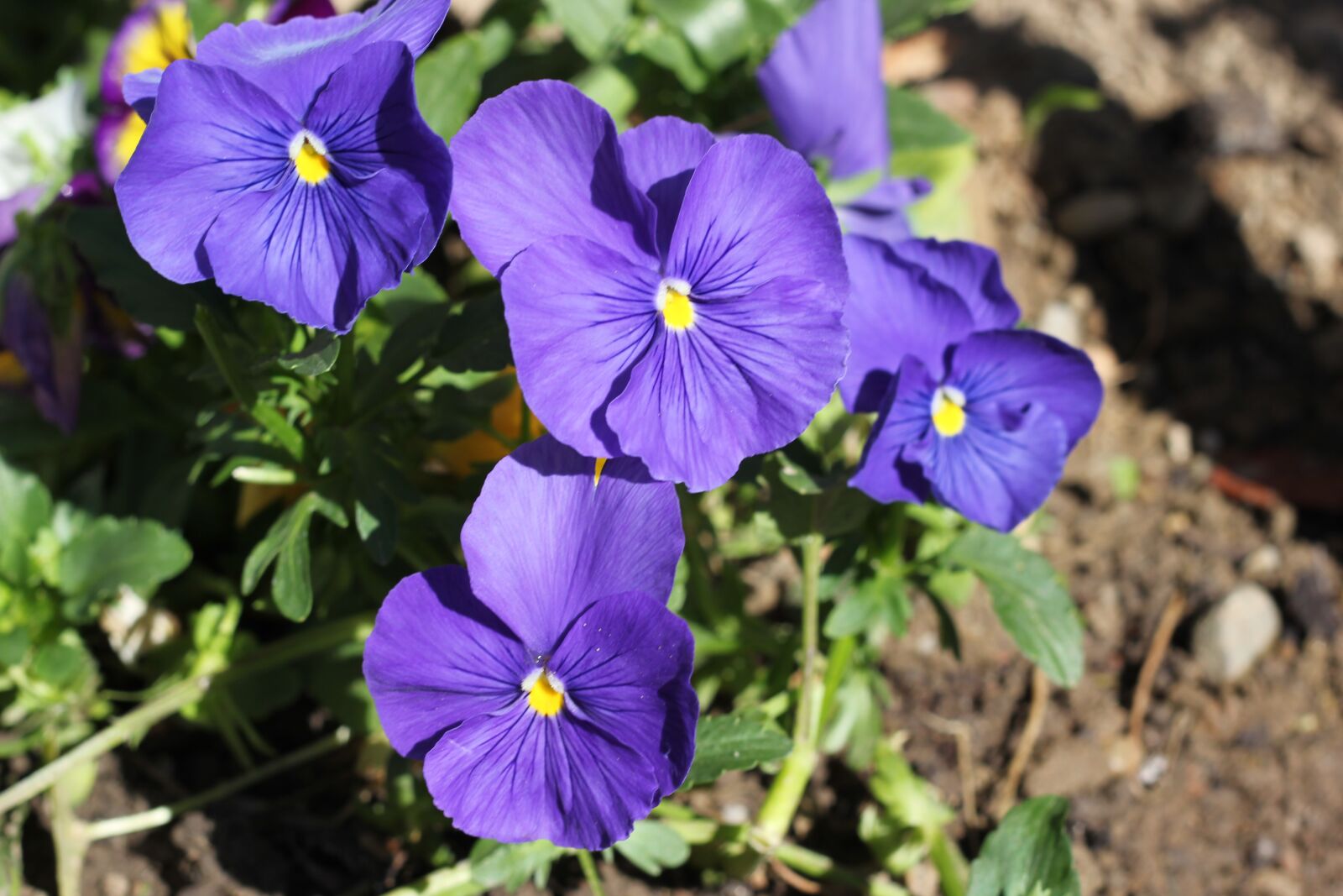 Canon EOS 550D (EOS Rebel T2i / EOS Kiss X4) sample photo. Blue pansy, flower, blooming photography