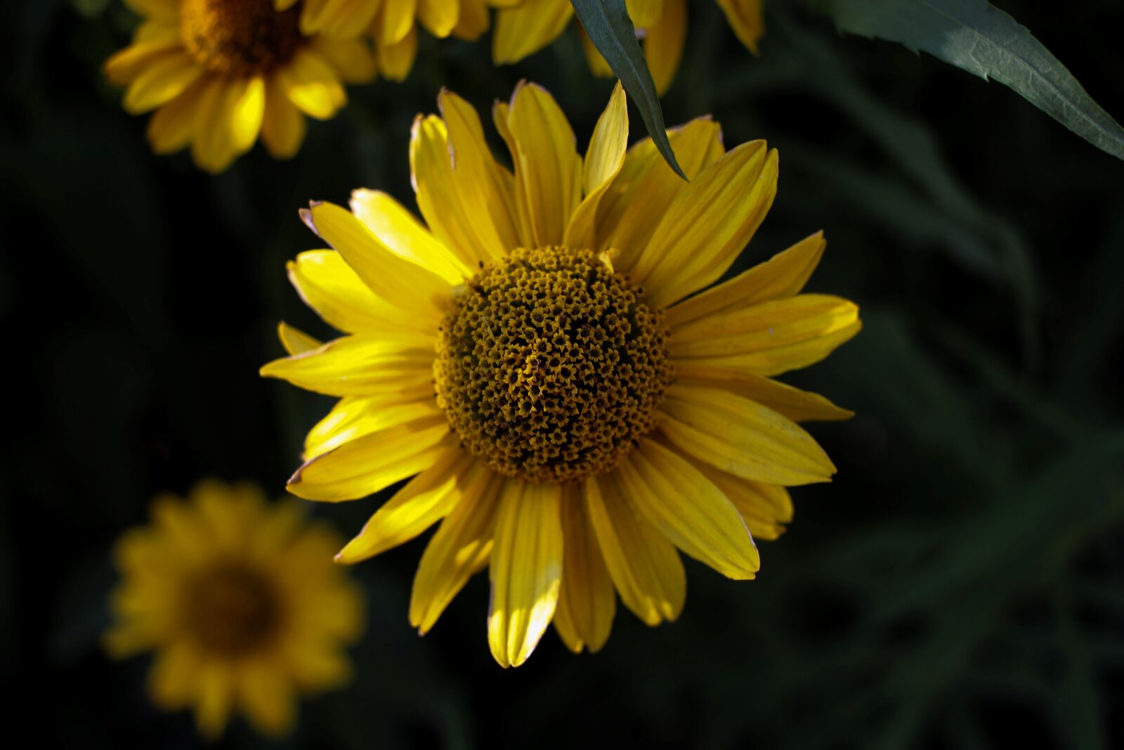 Canon EF-S 24mm F2.8 STM sample photo. Sunflower, yellow, nature photography