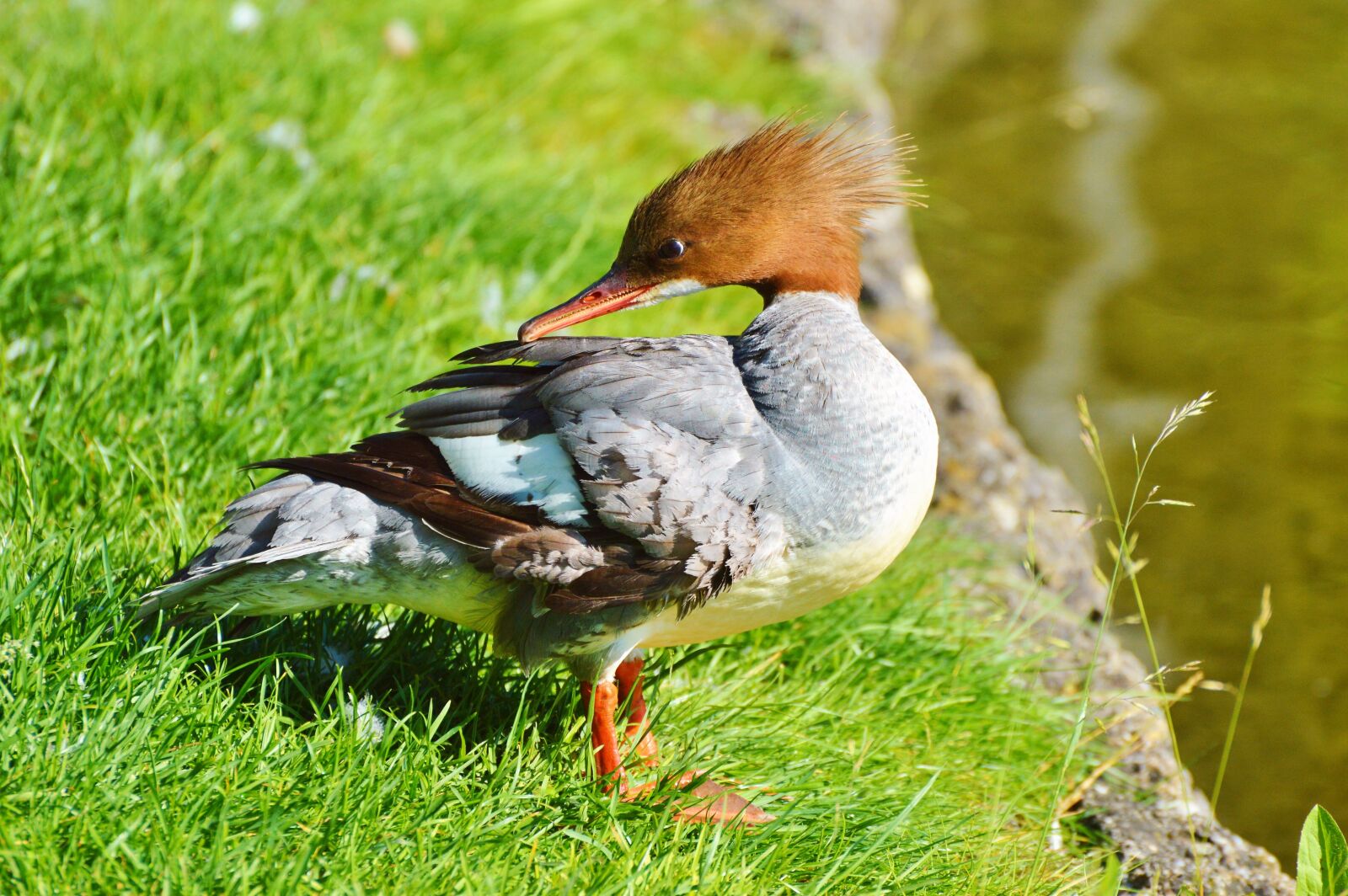 Nikon D3200 sample photo. Merganser, ducks, waterfowl photography