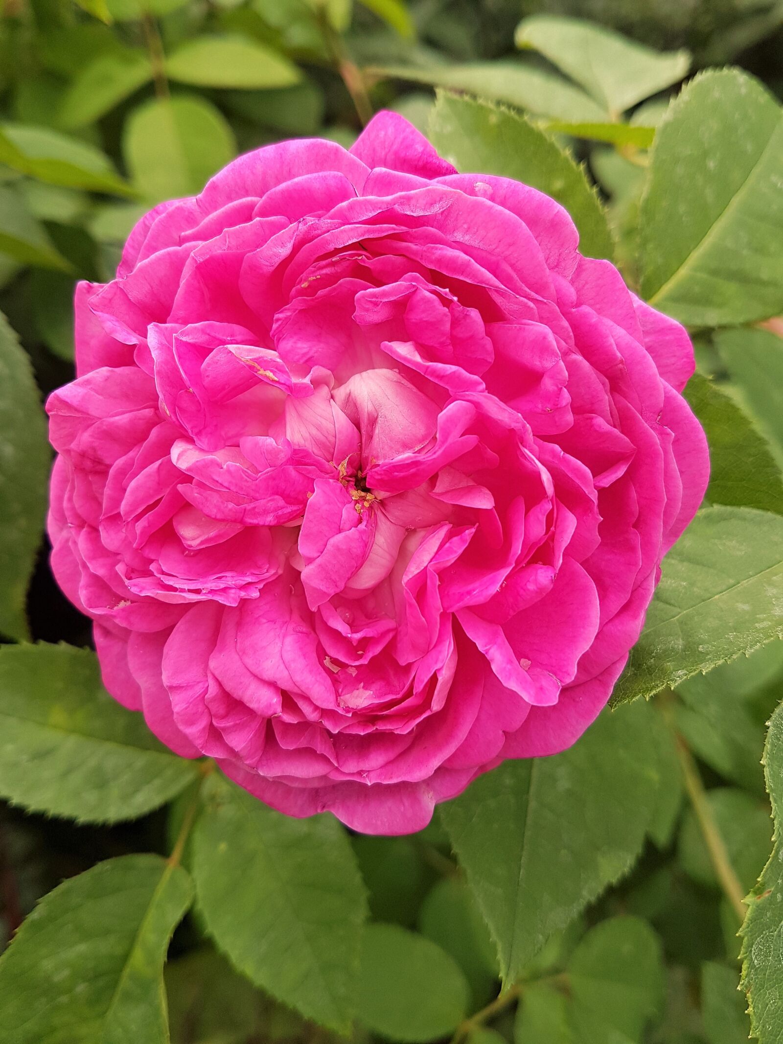 Samsung Galaxy S7 Edge sample photo. Rose, flower, bloom photography