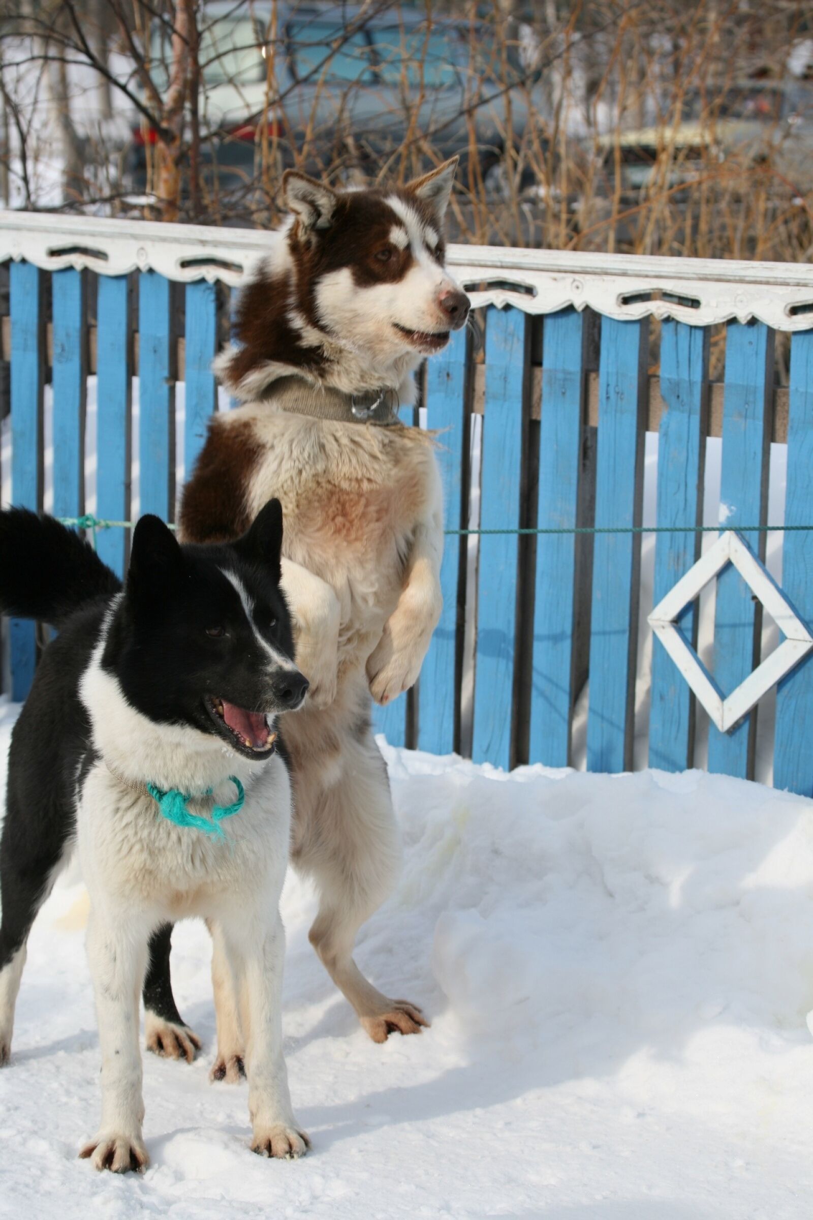 Canon EOS 5D sample photo. Dog, laika, husky photography