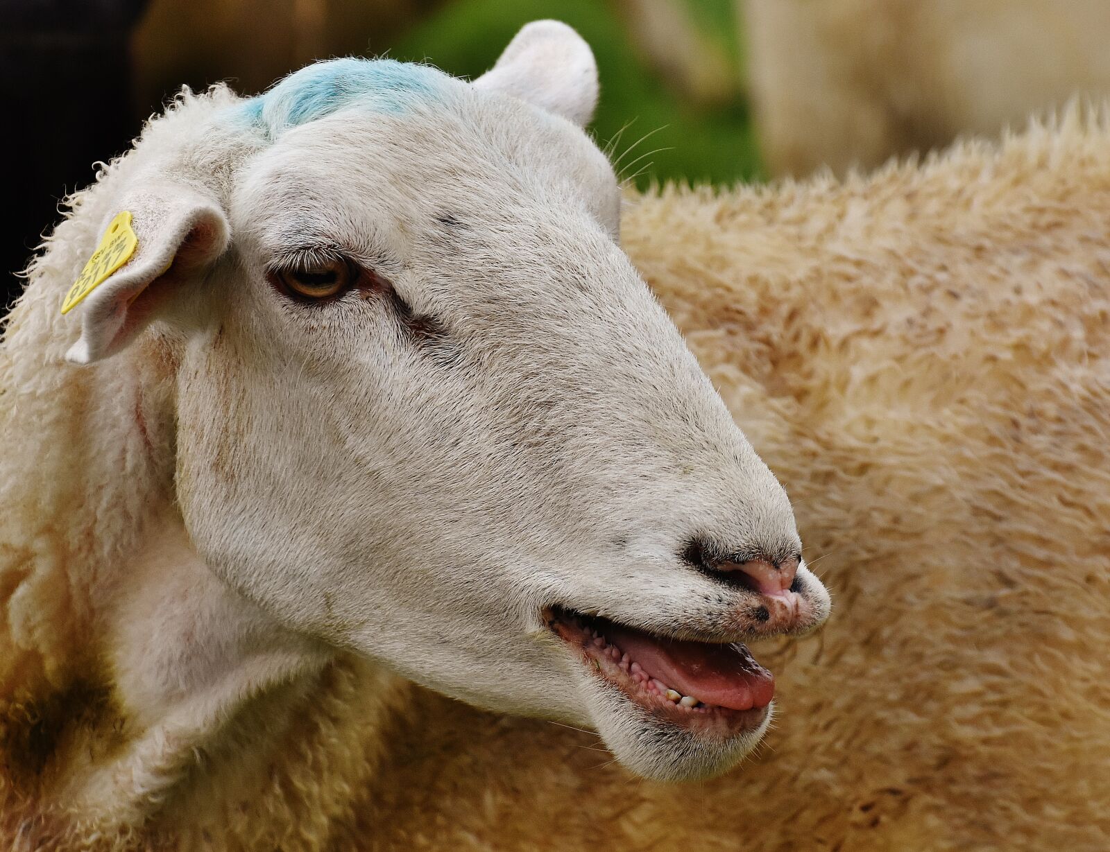 Nikon D7200 sample photo. Sheep, animal, meadow photography