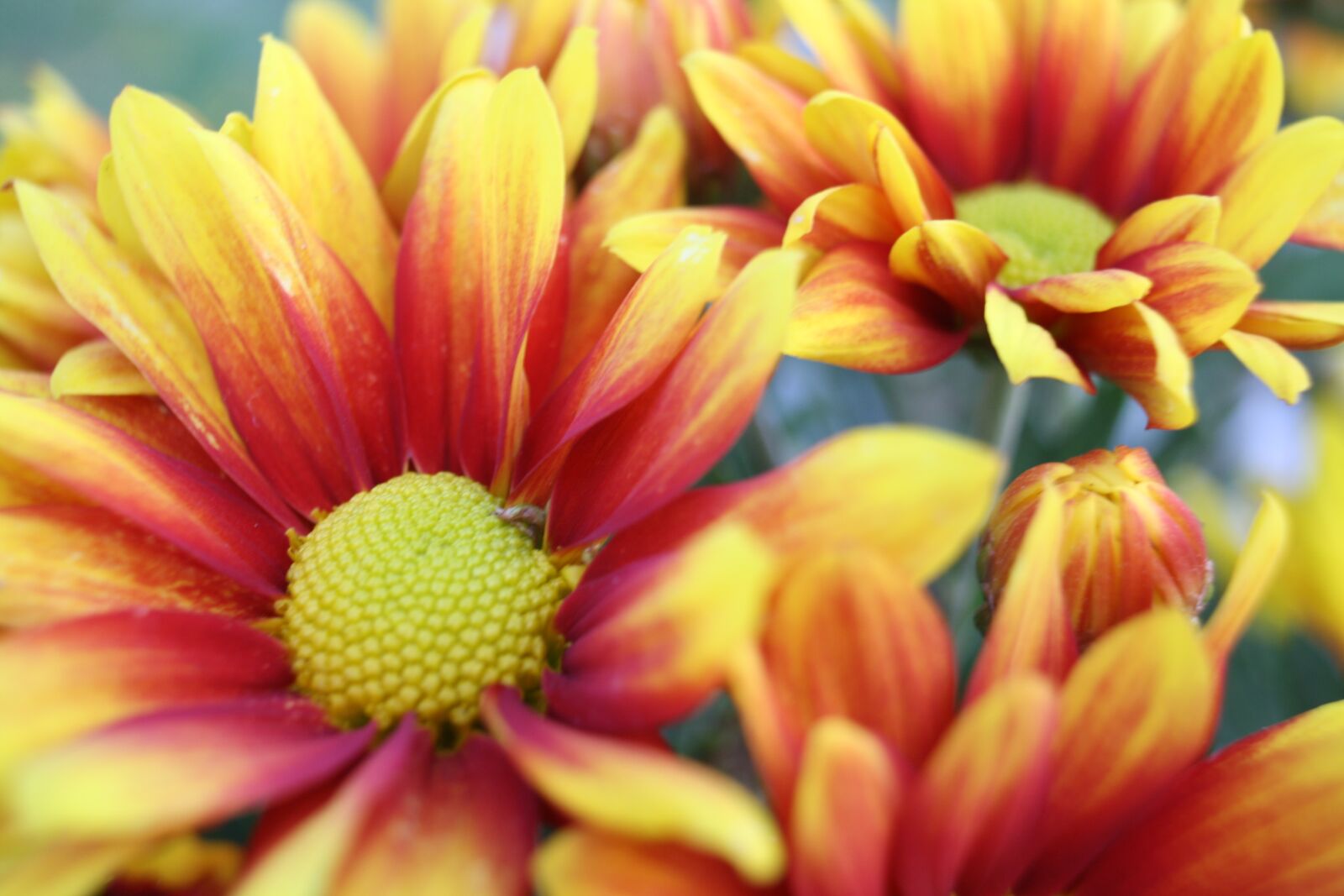 Canon EOS 1000D (EOS Digital Rebel XS / EOS Kiss F) sample photo. Yellow, red, nature photography