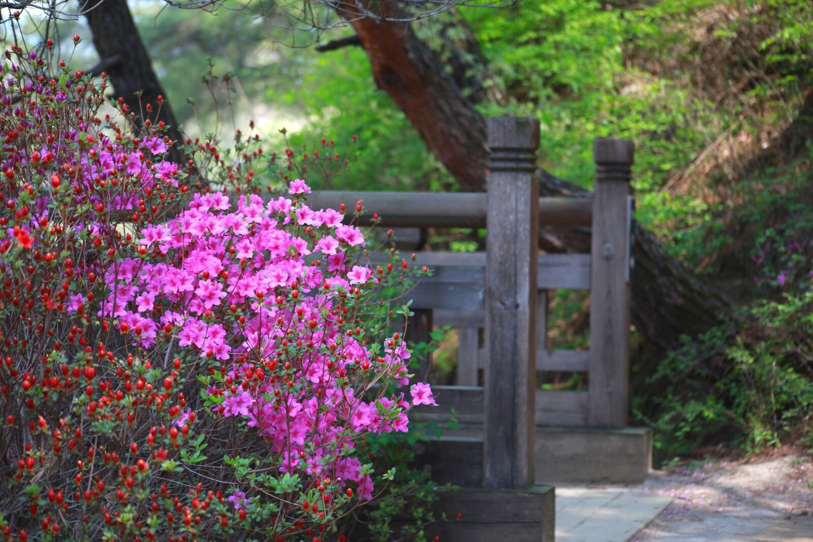 Canon EOS 5D Mark II sample photo. Nature, wood, flowers photography
