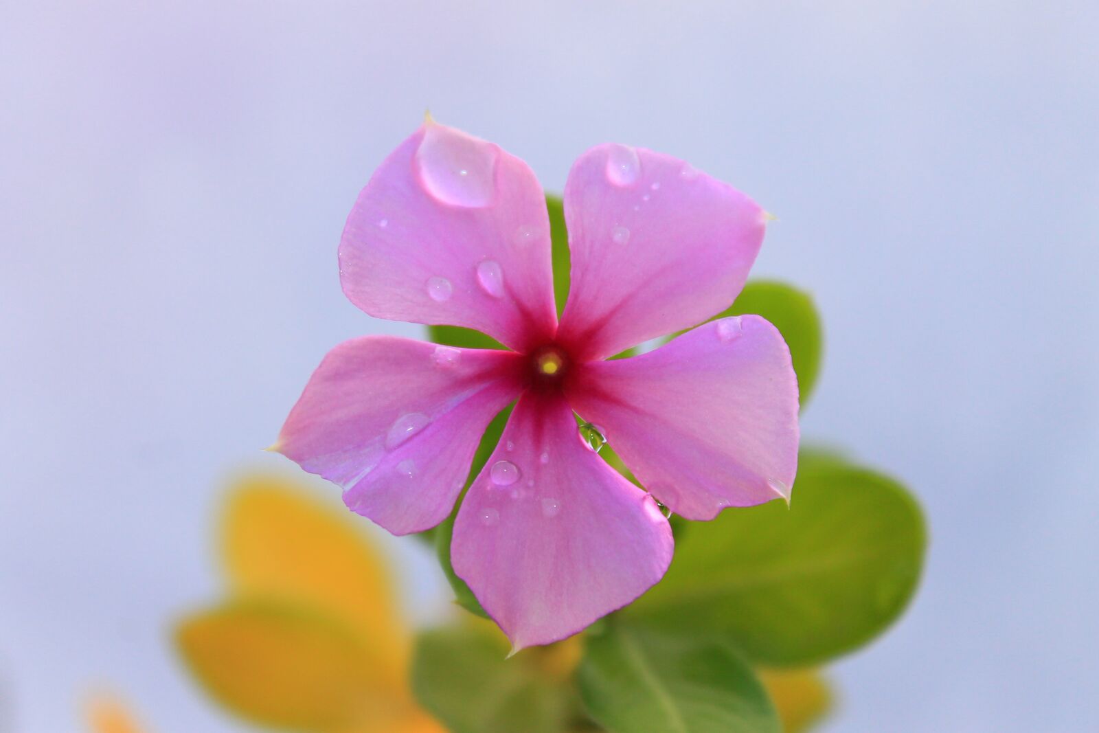 Canon EOS 1100D (EOS Rebel T3 / EOS Kiss X50) sample photo. Rose, pink, pink flower photography