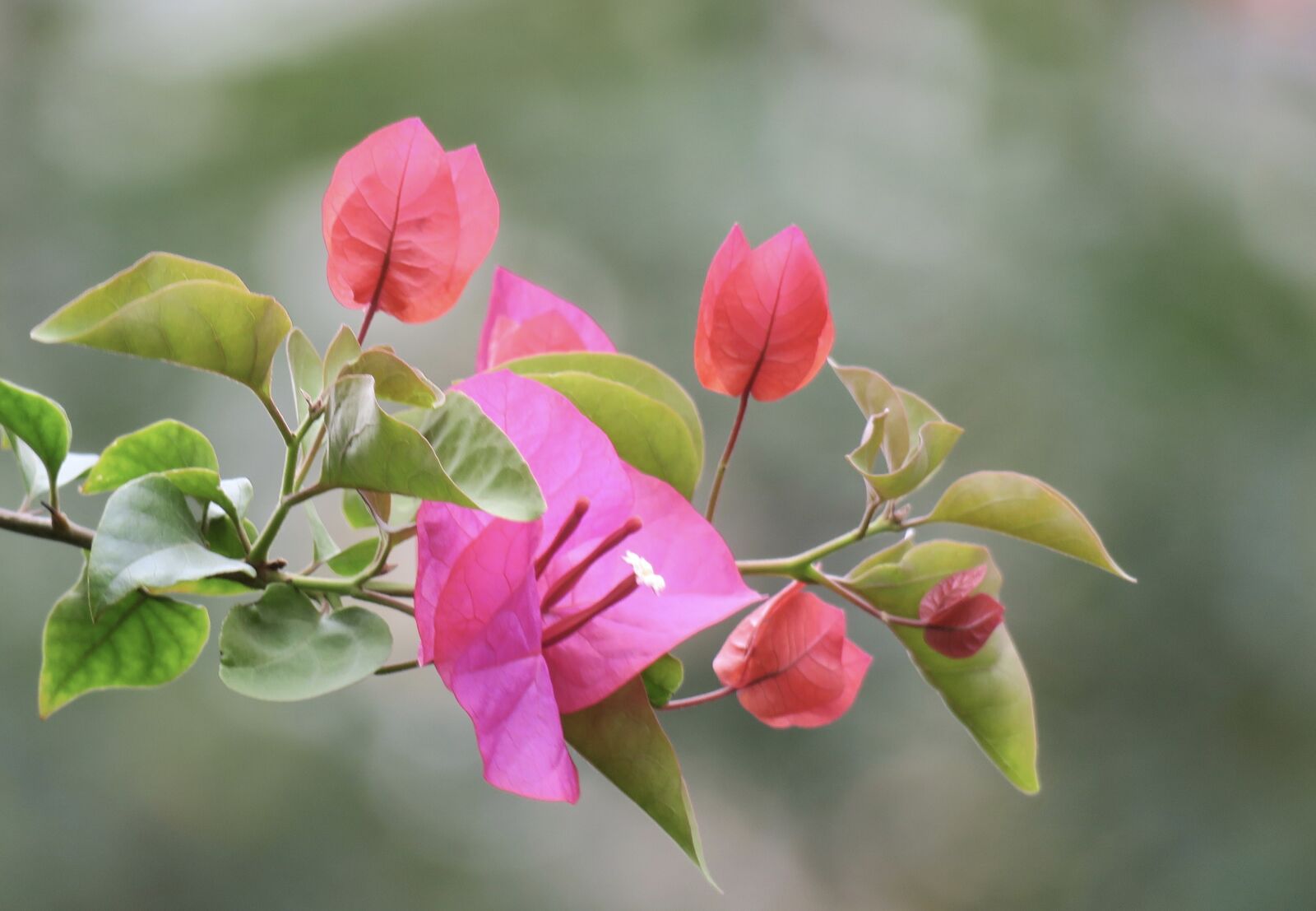 Canon PowerShot G3 X sample photo. Nature, plant, leaf photography
