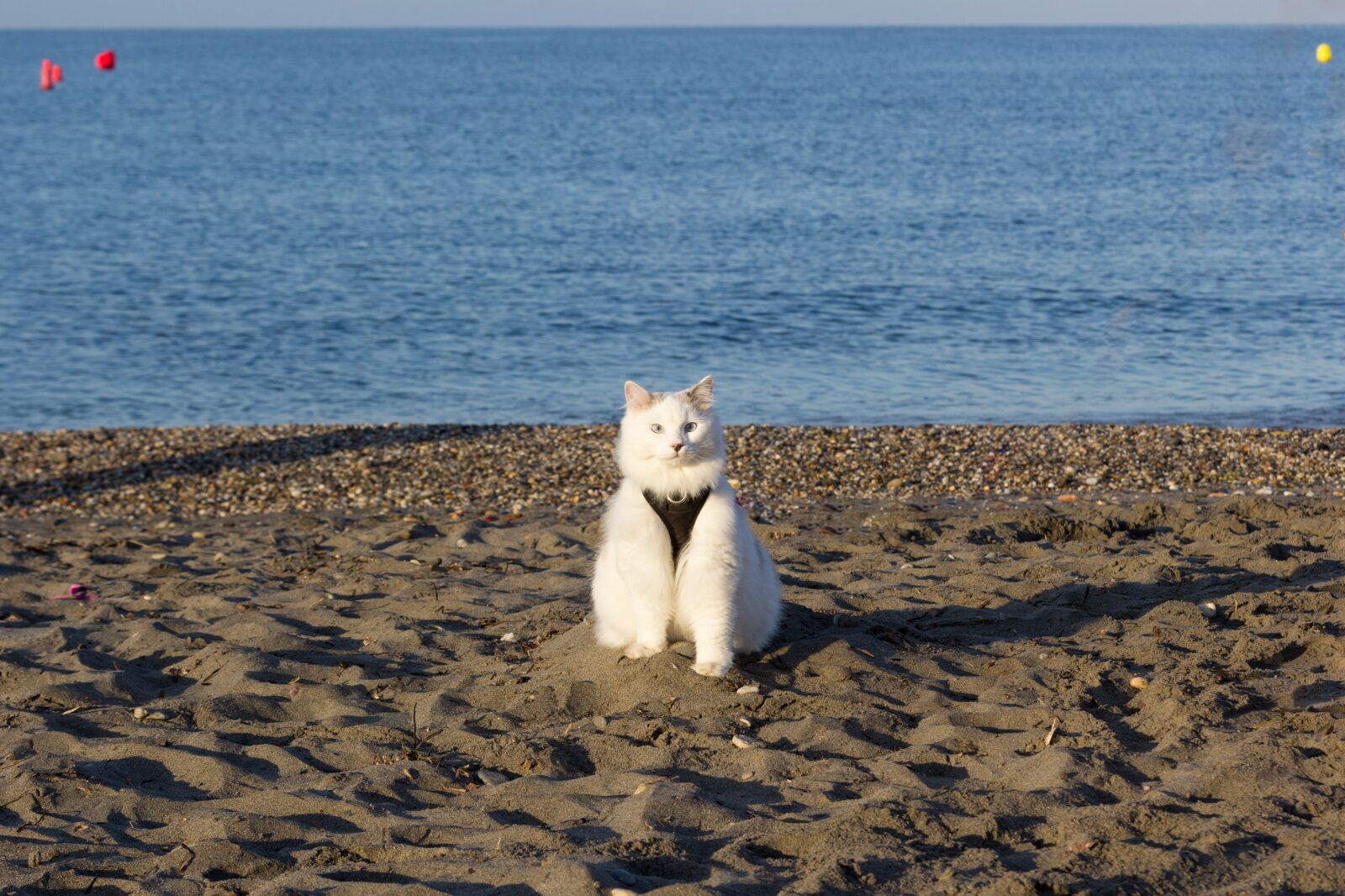 Canon EOS 60D sample photo. Cat, beach, pet photography