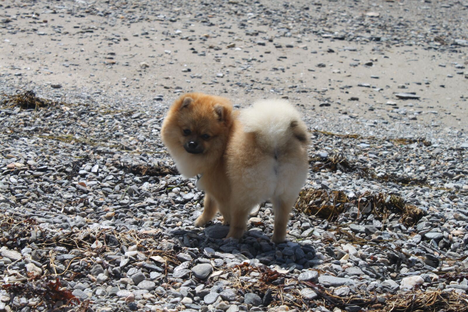 Canon EOS 500D (EOS Rebel T1i / EOS Kiss X3) sample photo. Animals, spitz miniature, pomeranian photography